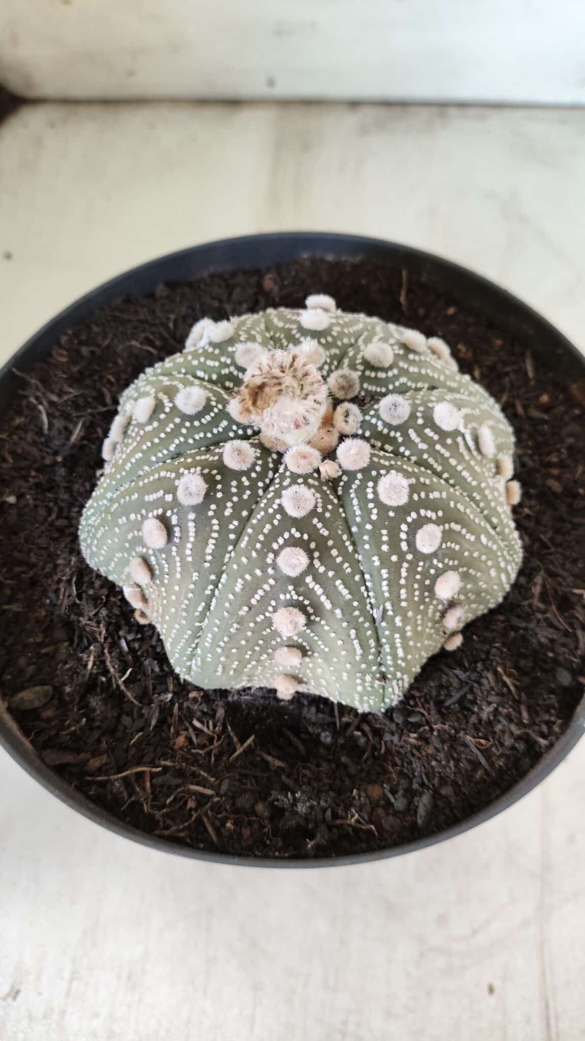 ASTROPHYTUM ASTERIAS STAR SHAPE Nº 129 – vaso 17