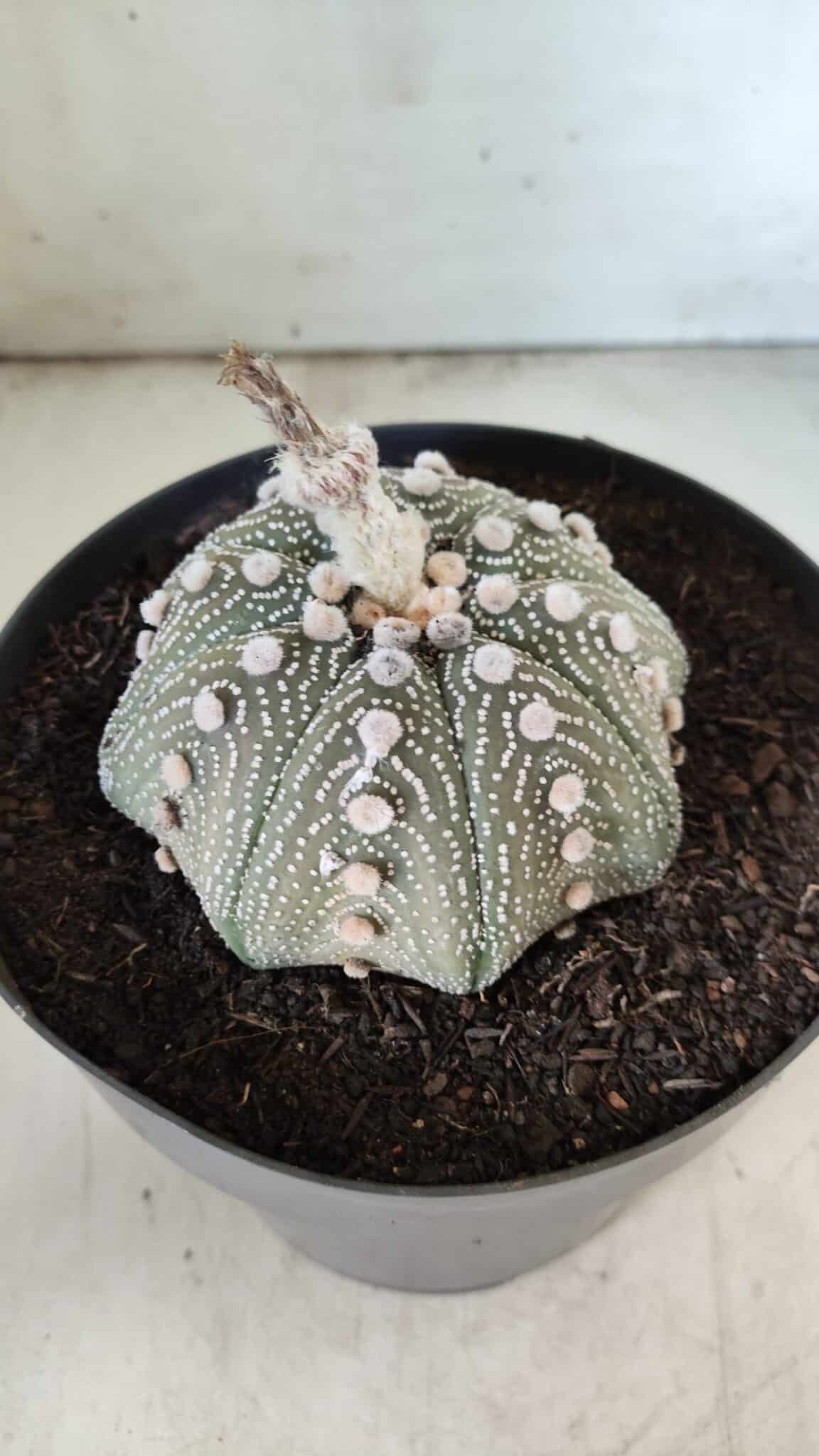 ASTROPHYTUM ASTERIAS STAR SHAPE Nº 129 – vaso 17