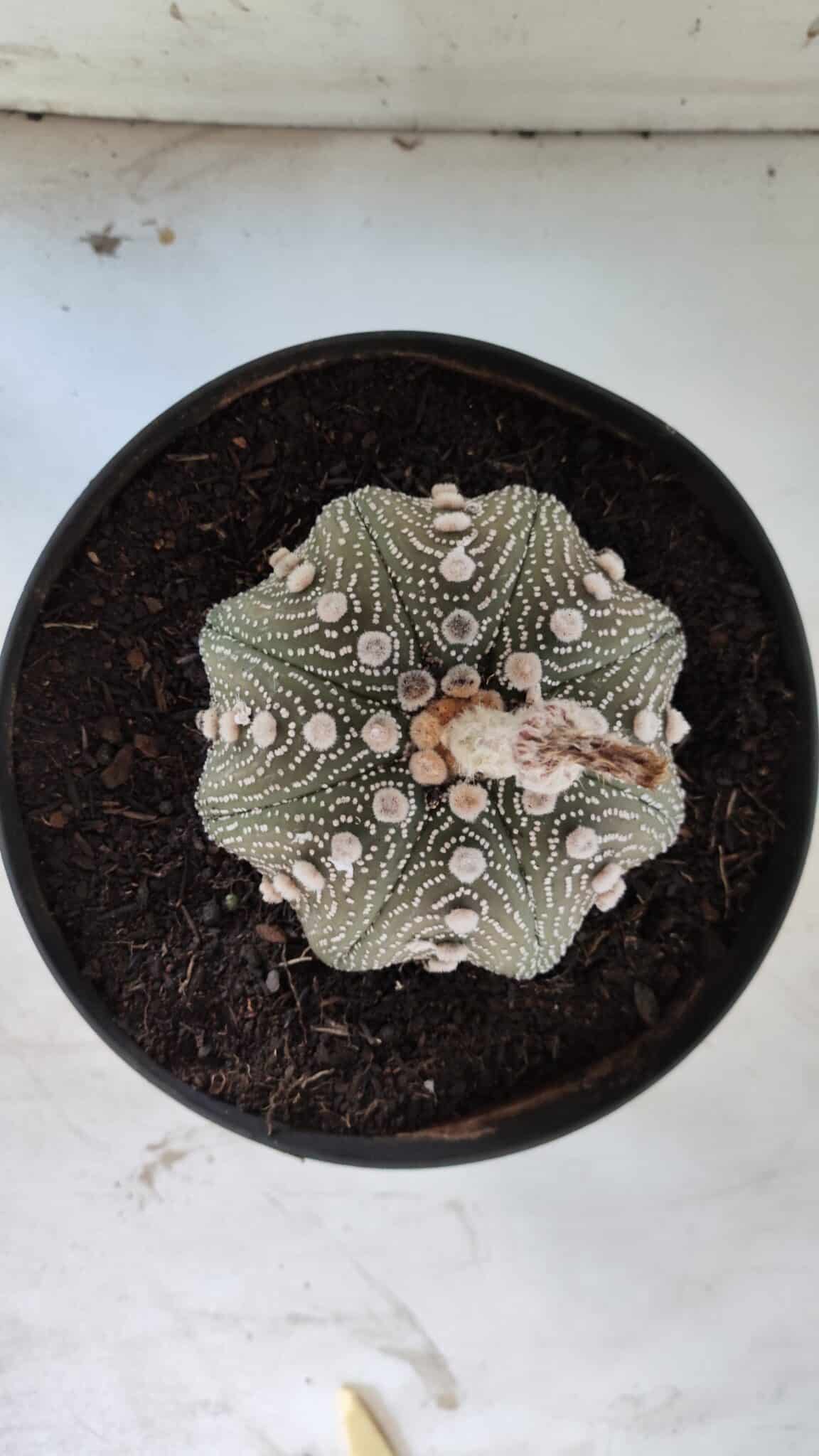ASTROPHYTUM ASTERIAS STAR SHAPE Nº 129 – vaso 17