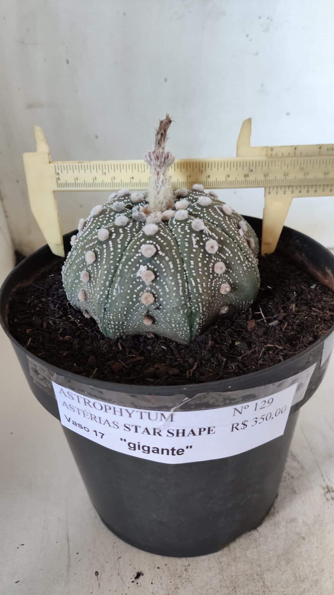 ASTROPHYTUM ASTERIAS STAR SHAPE Nº 129 – vaso 17