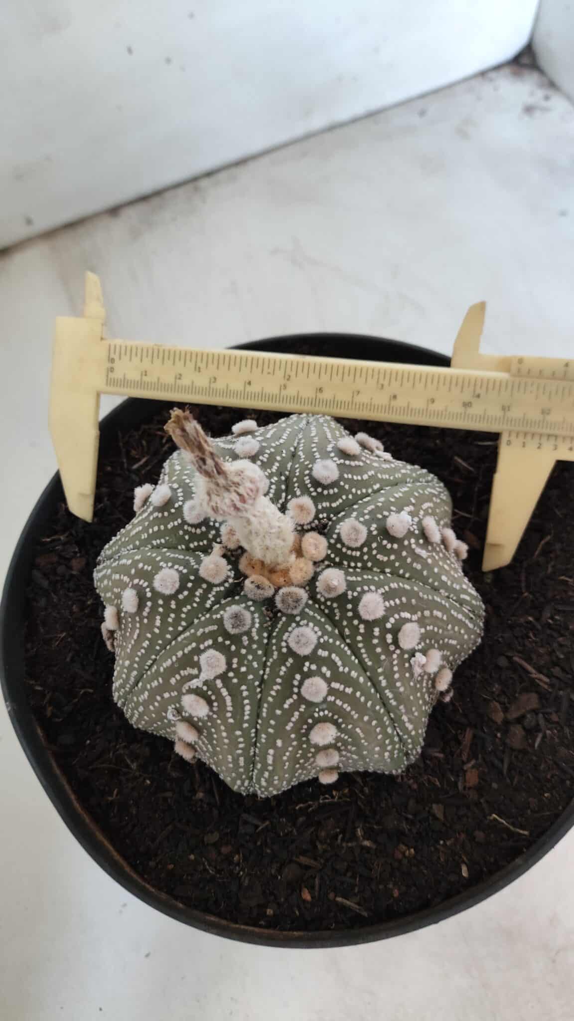 ASTROPHYTUM ASTERIAS STAR SHAPE Nº 129 – vaso 17