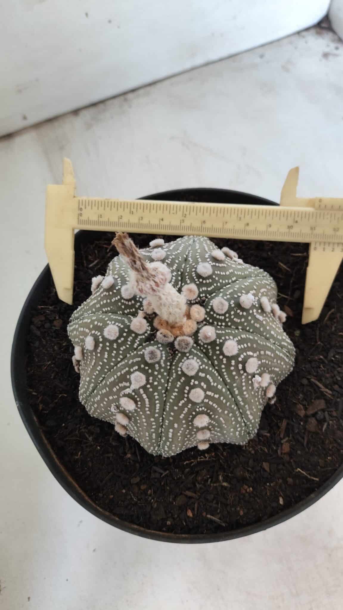 ASTROPHYTUM ASTERIAS STAR SHAPE Nº 129 – vaso 17