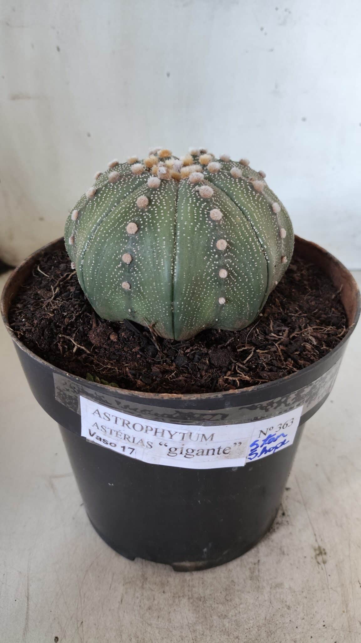 ASTROPHYTUM ASTERIAS STAR SHAPE Nº 363 – vaso 17