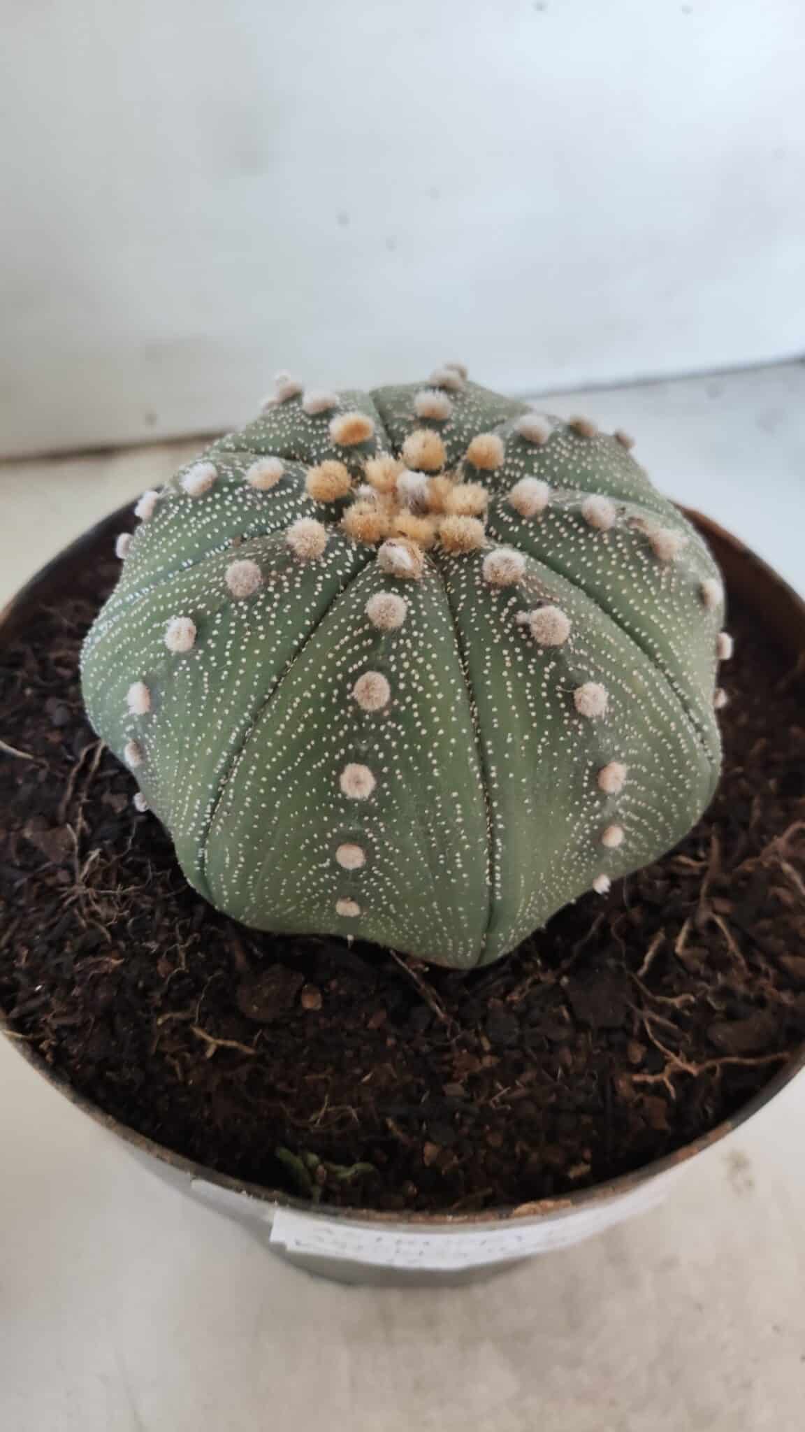 ASTROPHYTUM ASTERIAS STAR SHAPE Nº 363 – vaso 17