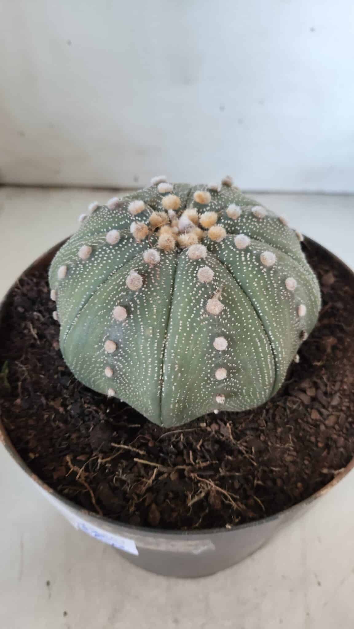 ASTROPHYTUM ASTERIAS STAR SHAPE Nº 363 – vaso 17