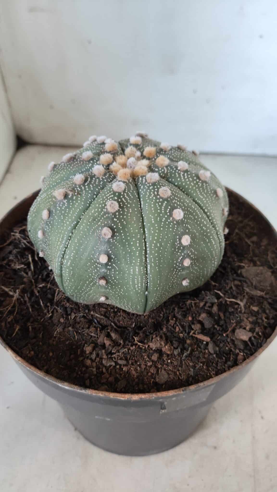 ASTROPHYTUM ASTERIAS STAR SHAPE Nº 363 – vaso 17