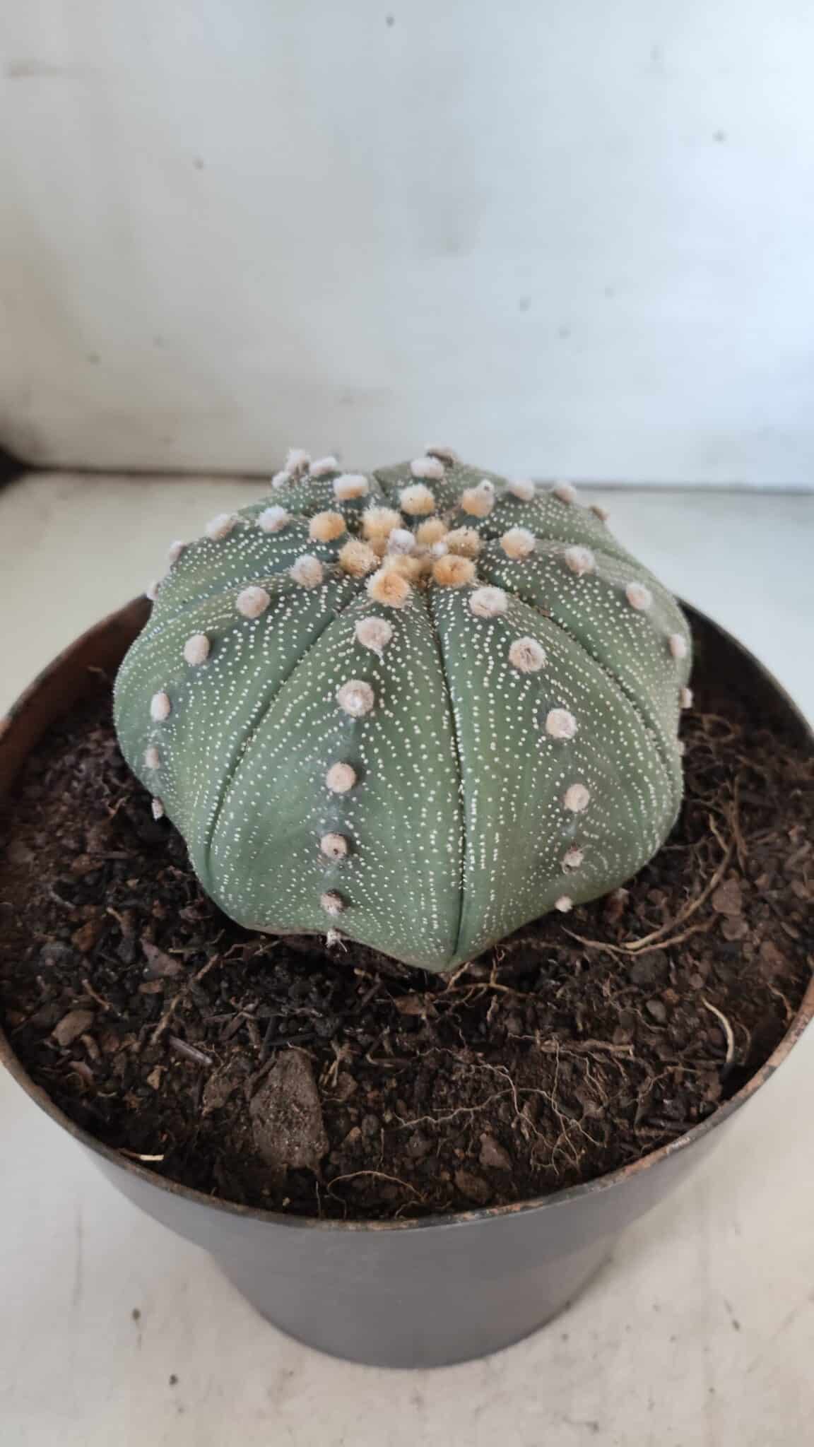 ASTROPHYTUM ASTERIAS STAR SHAPE Nº 363 – vaso 17