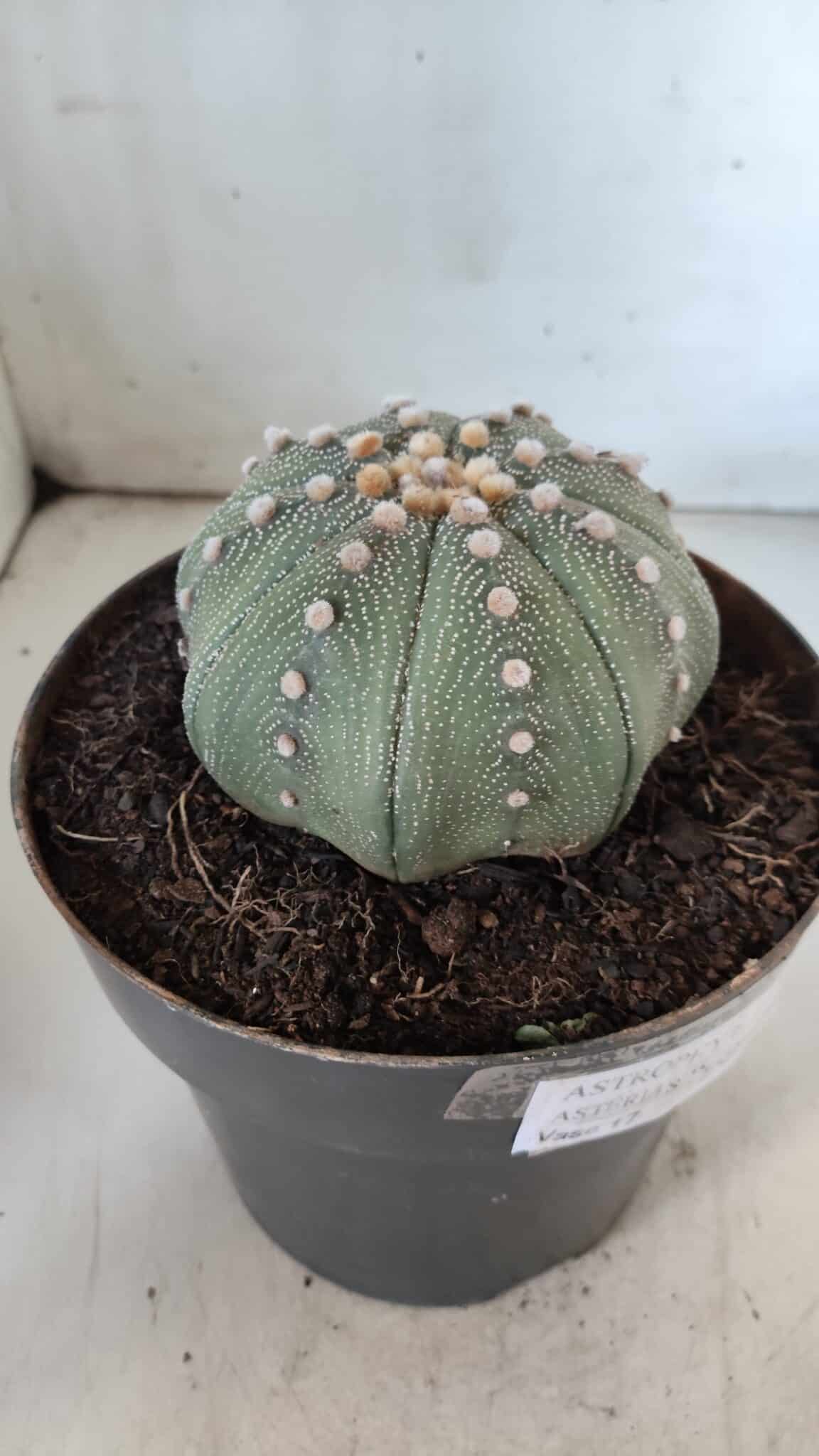 ASTROPHYTUM ASTERIAS STAR SHAPE Nº 363 – vaso 17