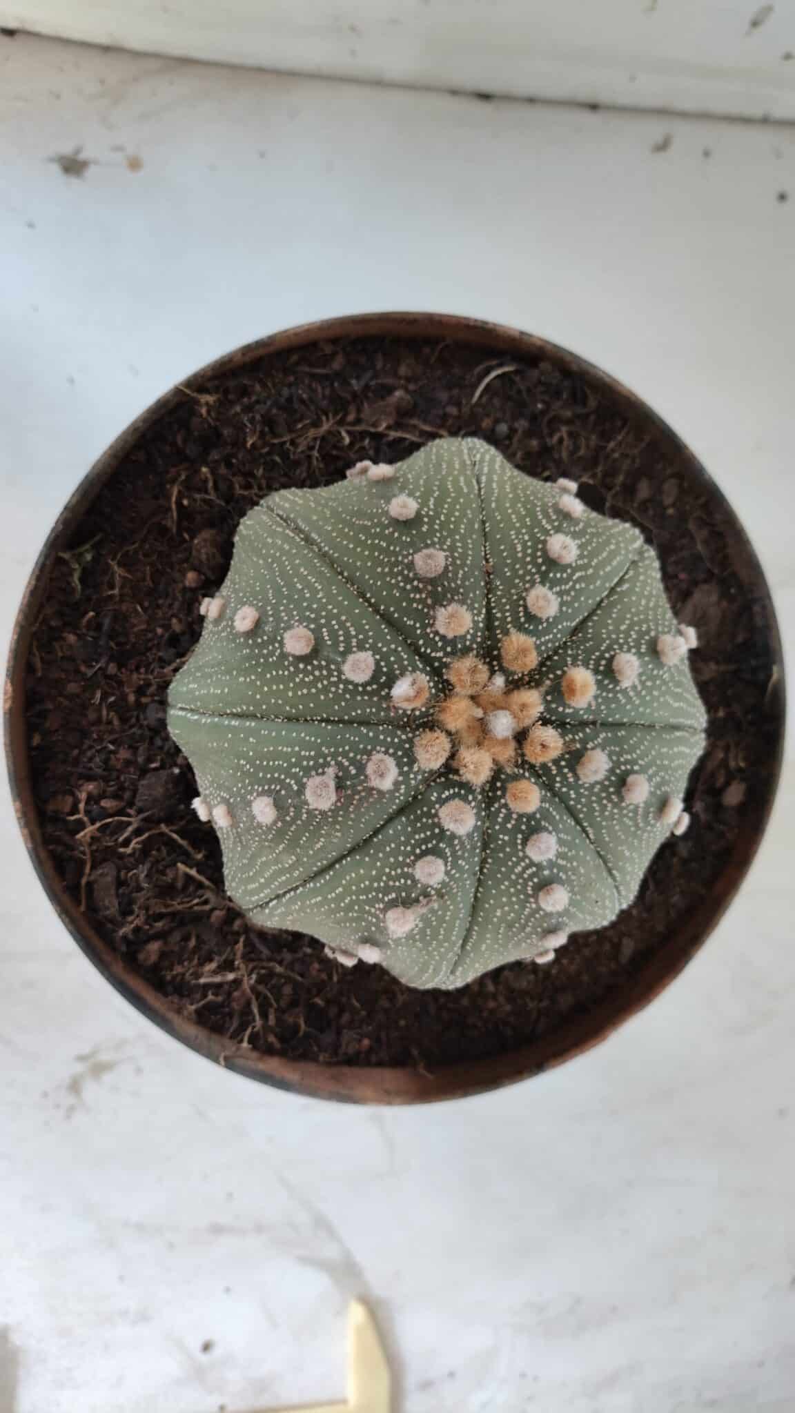 ASTROPHYTUM ASTERIAS STAR SHAPE Nº 363 – vaso 17