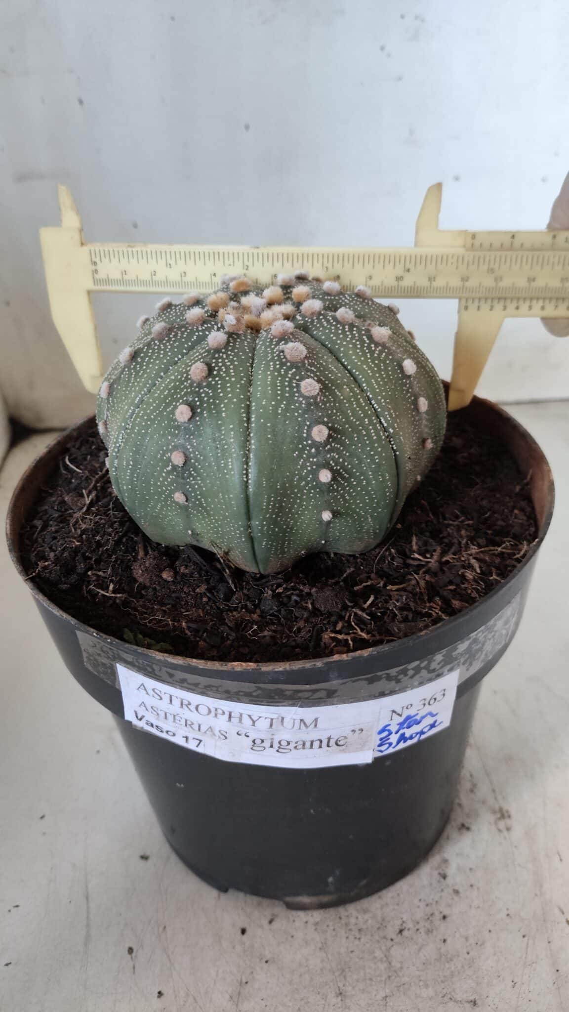 ASTROPHYTUM ASTERIAS STAR SHAPE Nº 363 – vaso 17