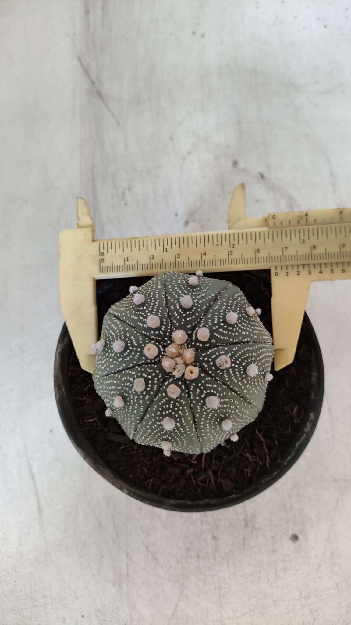 ASTROPHYTUM ASTERIAS STAR SHAPE Nº 366 – vaso 11