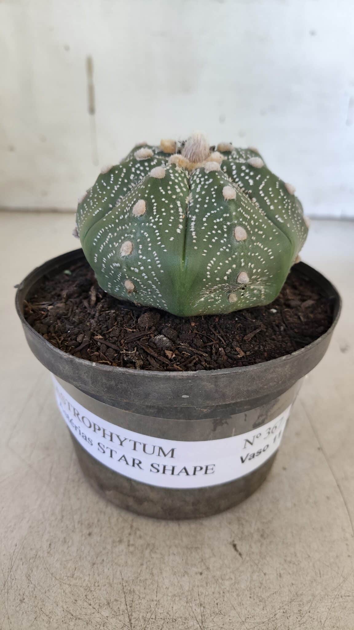 ASTROPHYTUM ASTERIAS STAR SHAPE Nº 367 – vaso 11