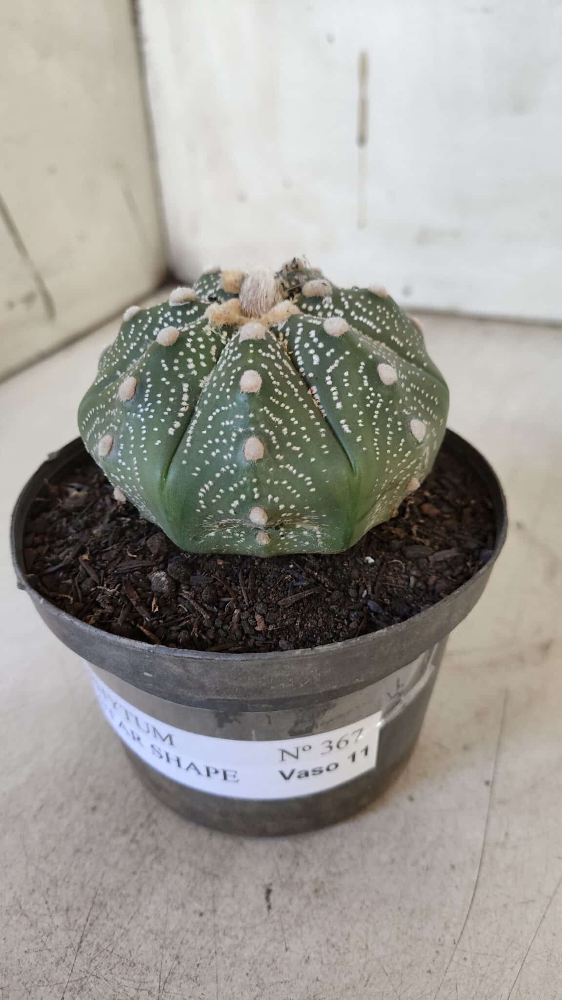 ASTROPHYTUM ASTERIAS STAR SHAPE Nº 367 – vaso 11