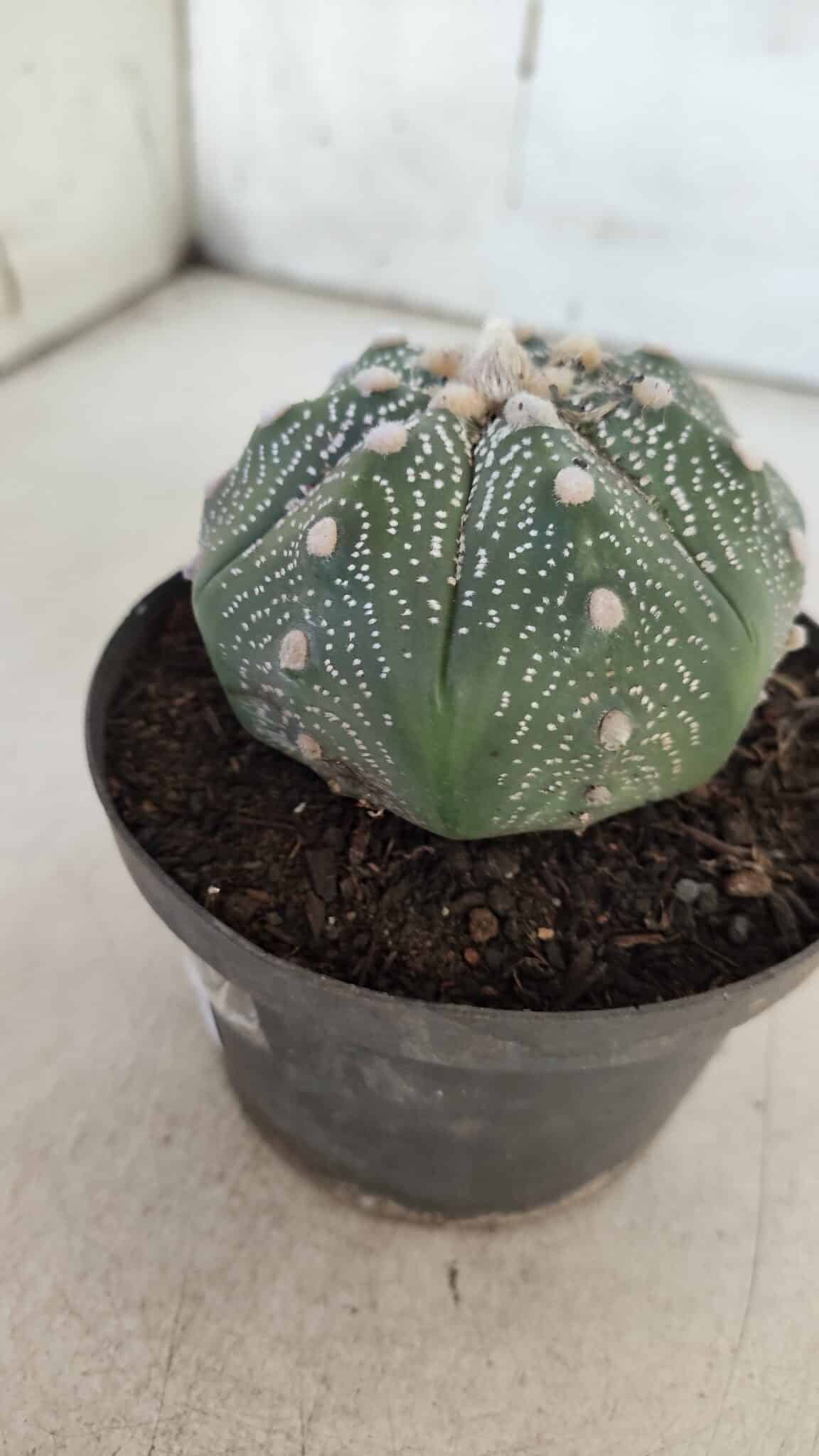 ASTROPHYTUM ASTERIAS STAR SHAPE Nº 367 – vaso 11