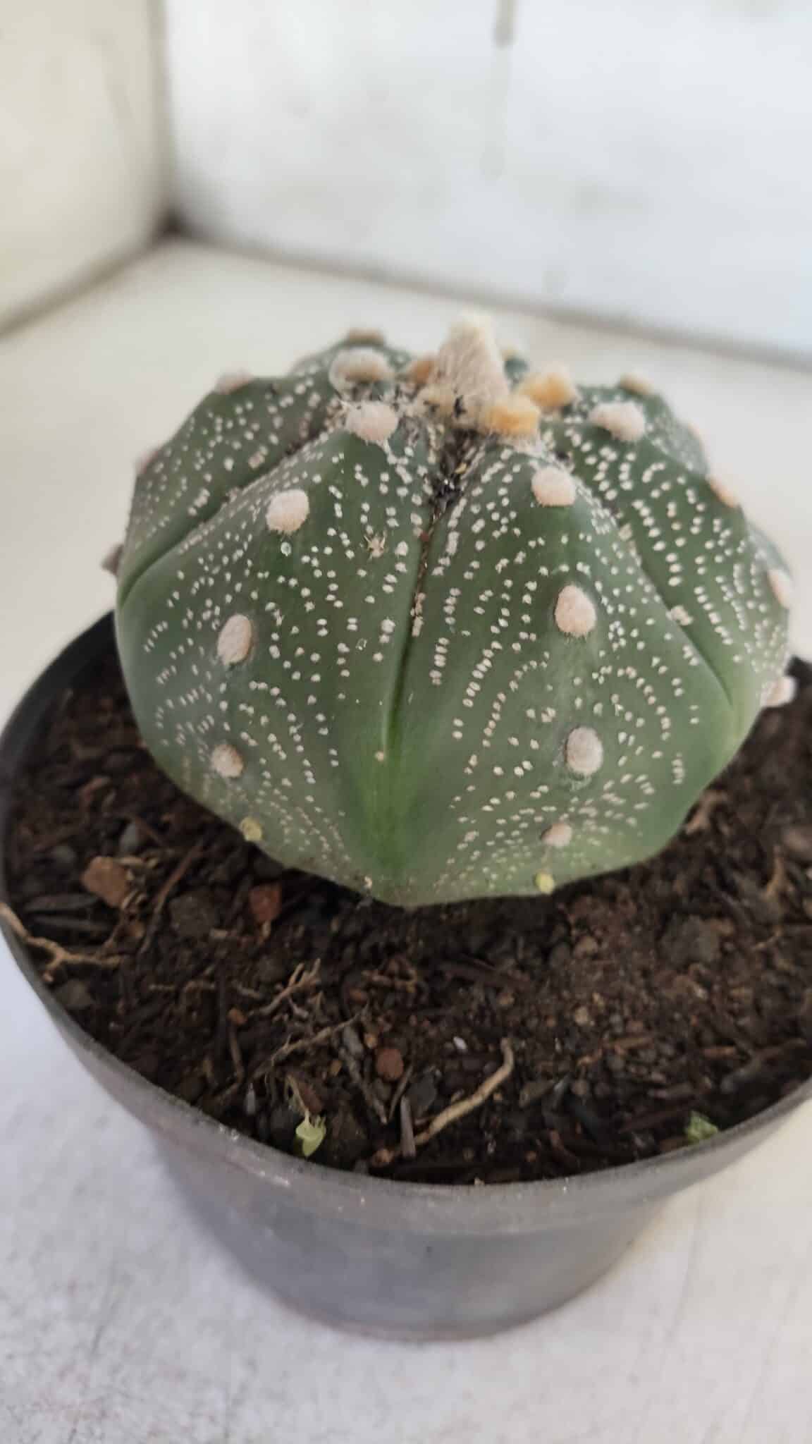 ASTROPHYTUM ASTERIAS STAR SHAPE Nº 367 – vaso 11