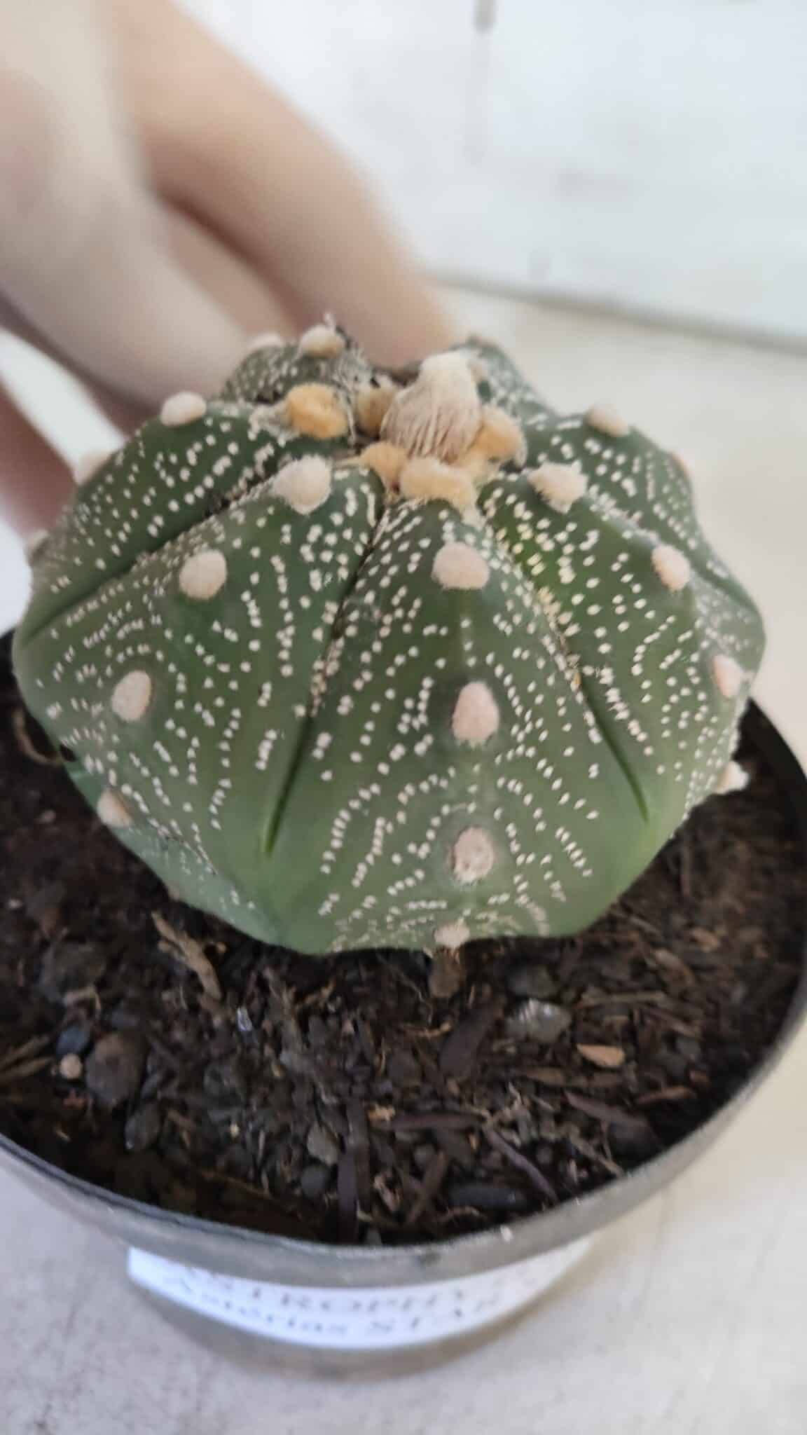 ASTROPHYTUM ASTERIAS STAR SHAPE Nº 367 – vaso 11