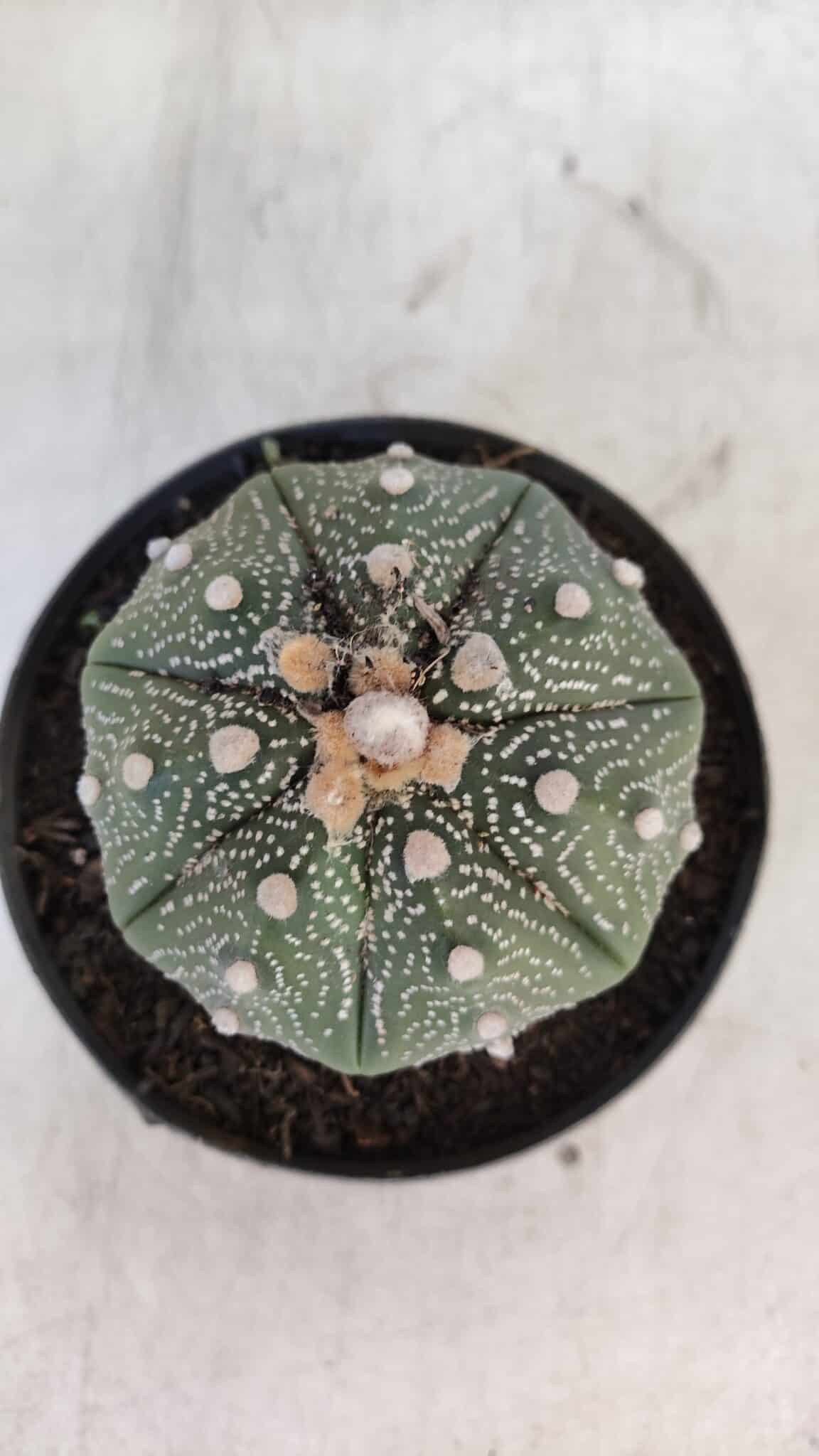 ASTROPHYTUM ASTERIAS STAR SHAPE Nº 367 – vaso 11