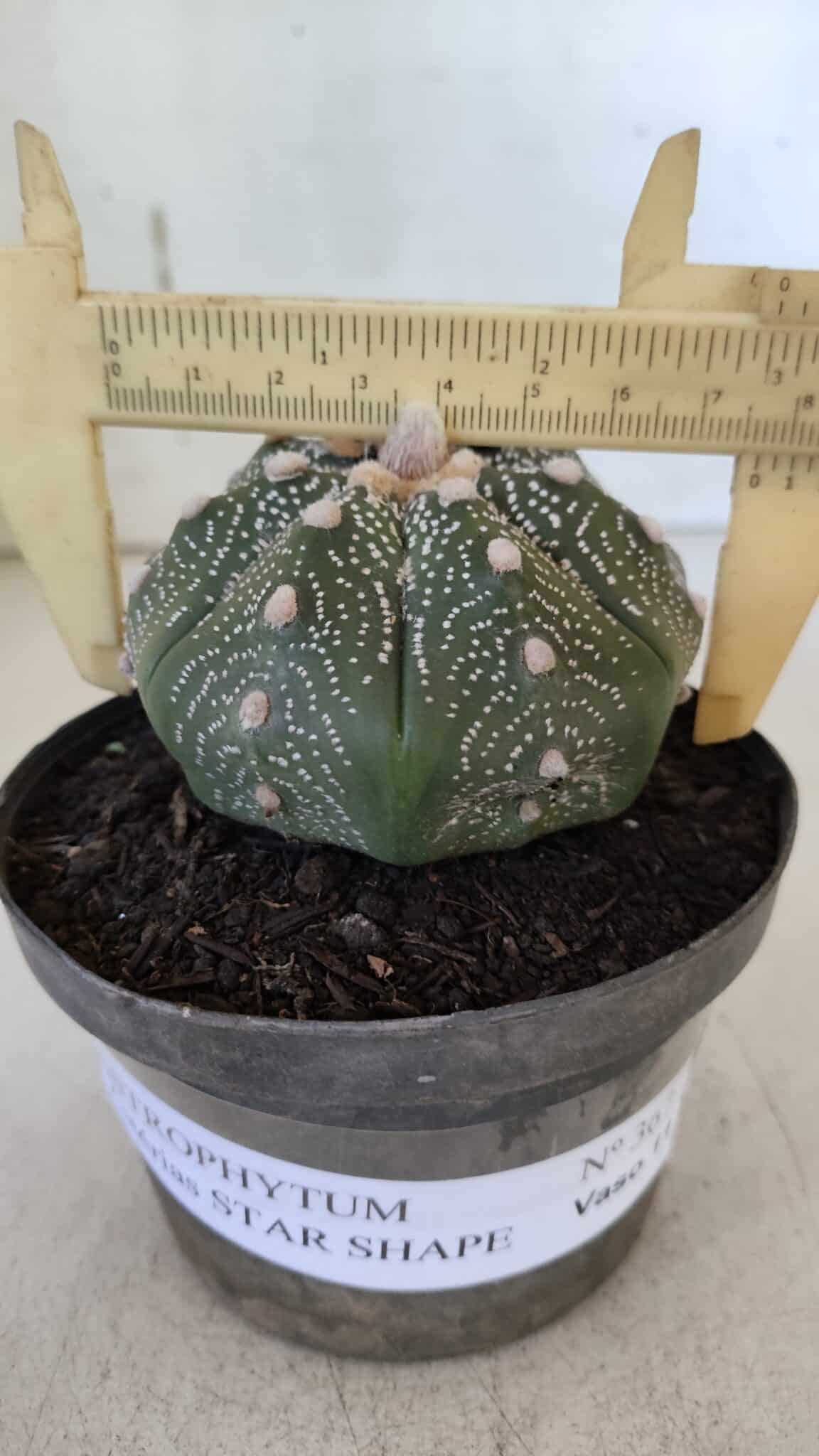 ASTROPHYTUM ASTERIAS STAR SHAPE Nº 367 – vaso 11
