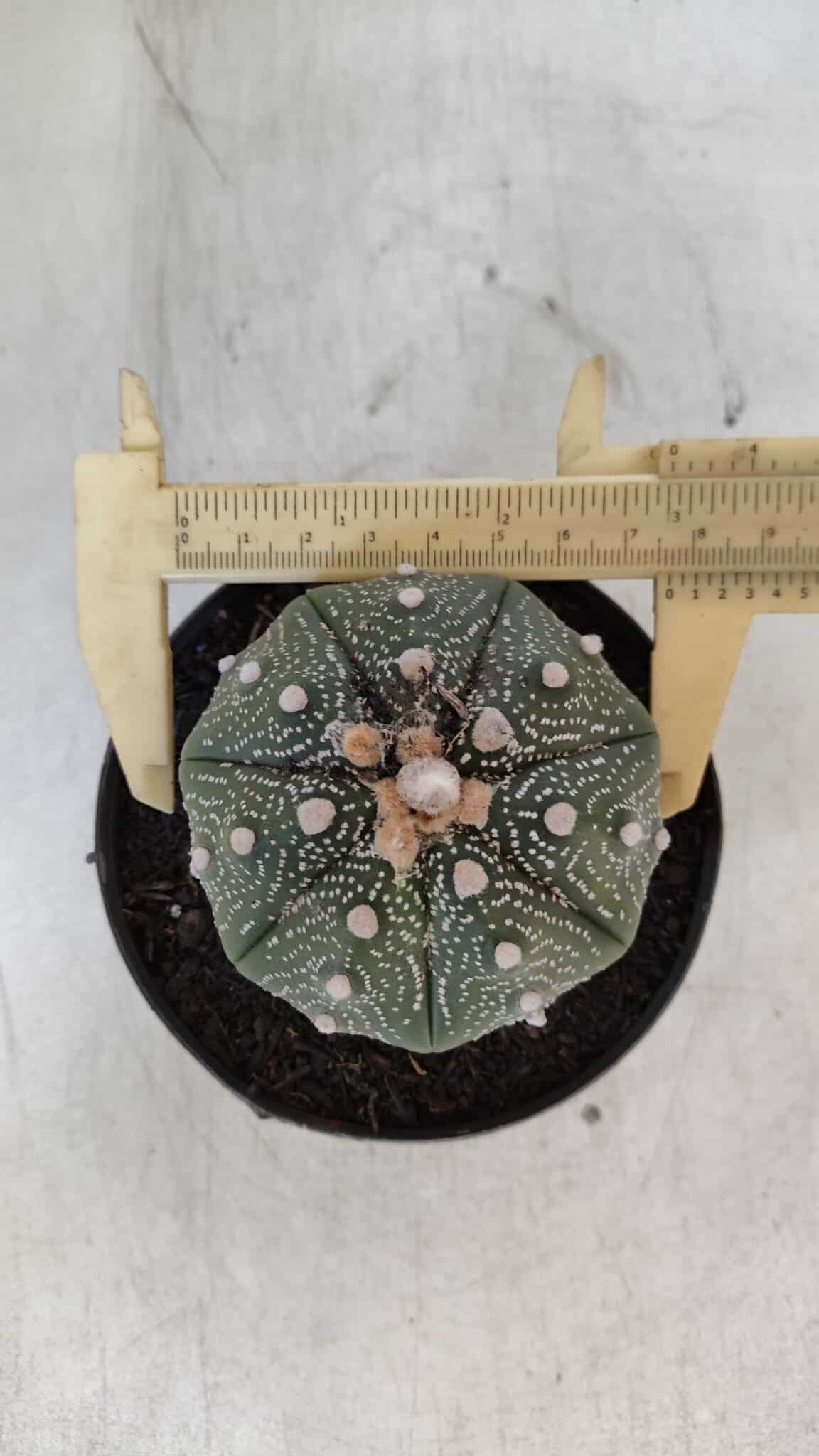 ASTROPHYTUM ASTERIAS STAR SHAPE Nº 367 – vaso 11