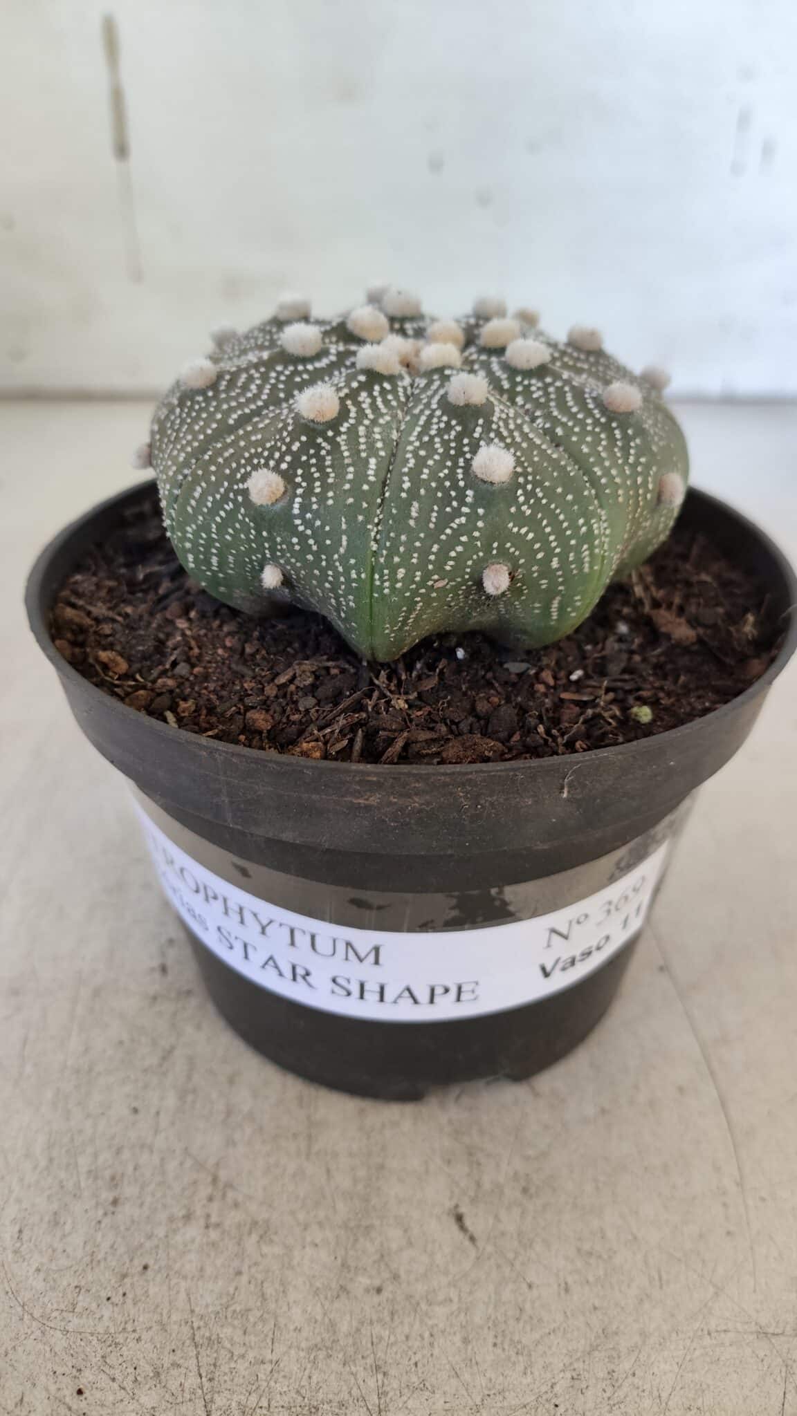 ASTROPHYTUM ASTERIAS STAR SHAPE Nº 369 – vaso 11