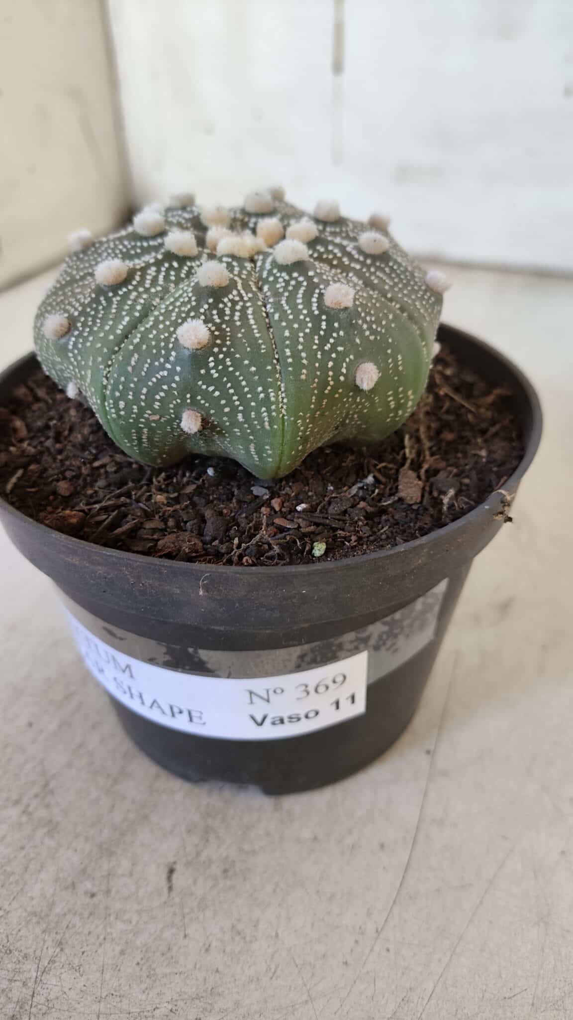 ASTROPHYTUM ASTERIAS STAR SHAPE Nº 369 – vaso 11