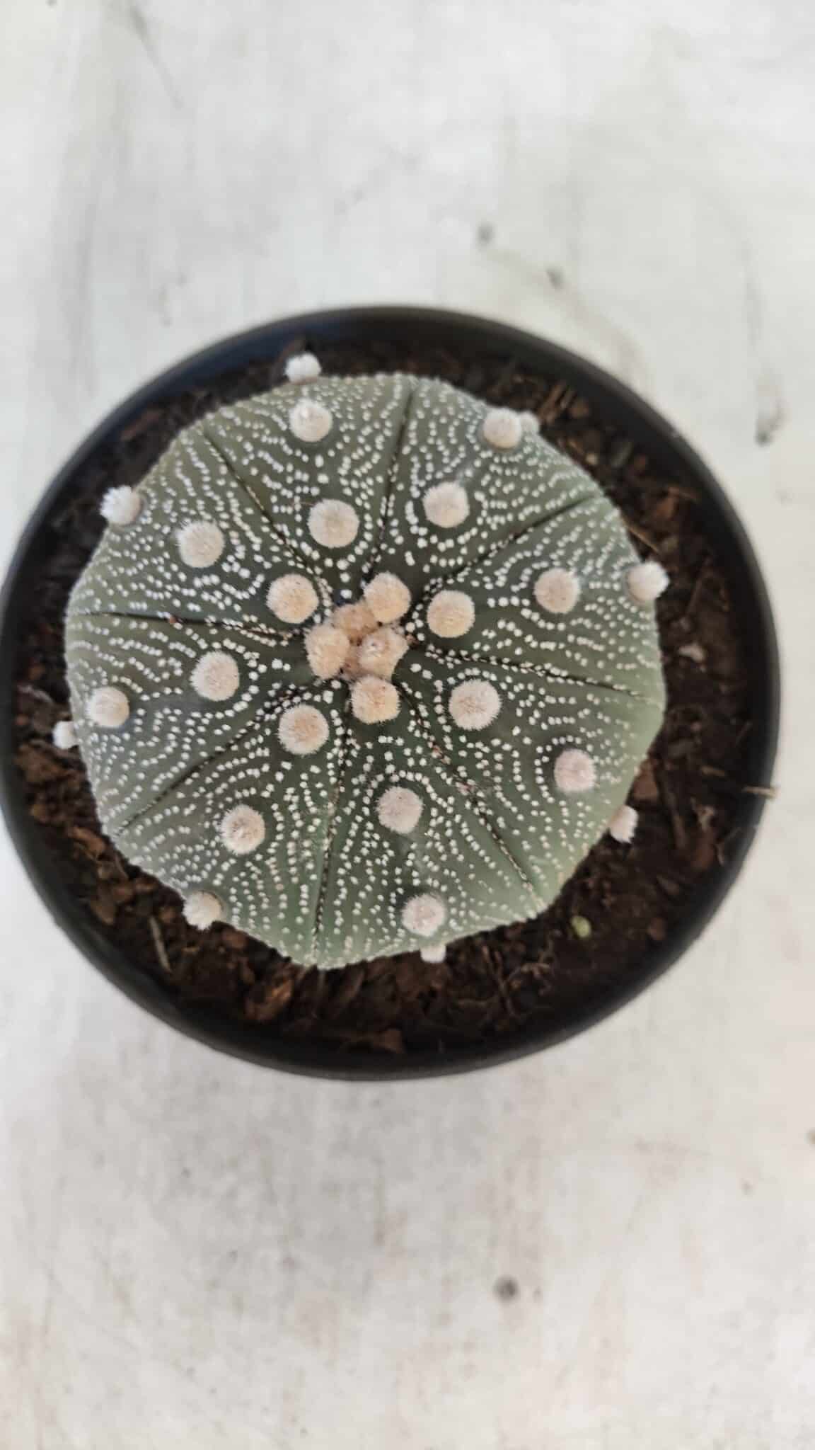 ASTROPHYTUM ASTERIAS STAR SHAPE Nº 369 – vaso 11