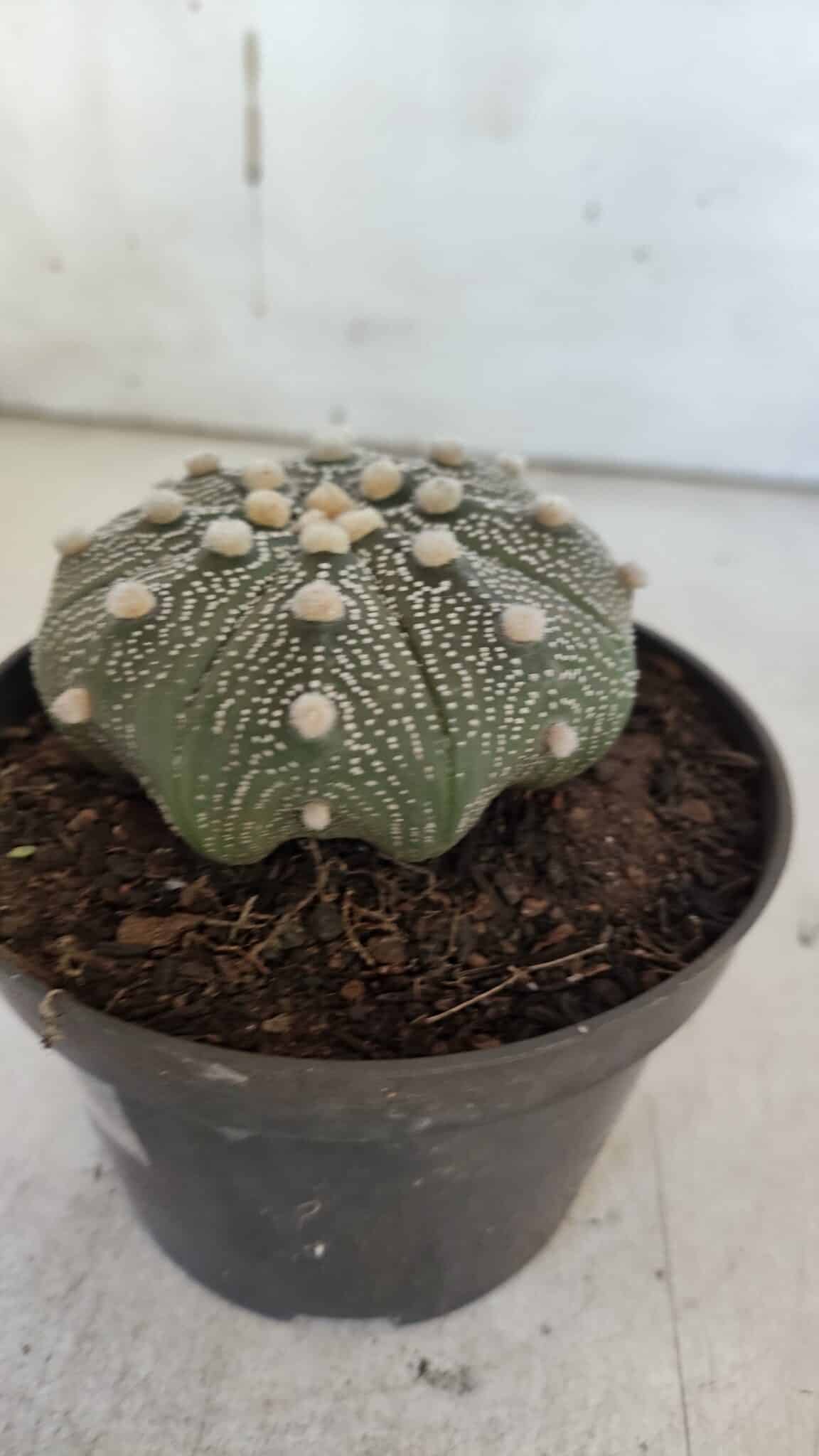 ASTROPHYTUM ASTERIAS STAR SHAPE Nº 369 – vaso 11