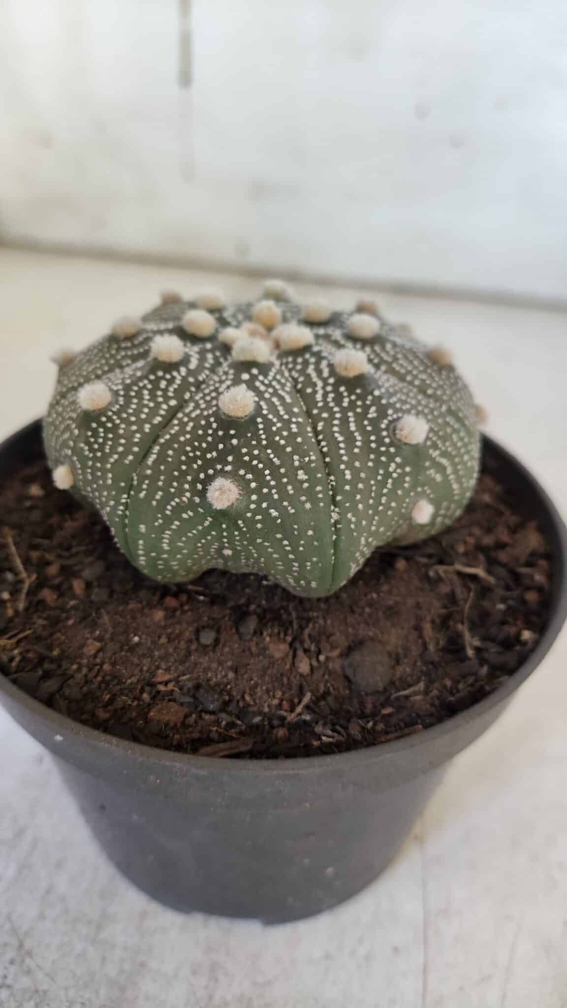 ASTROPHYTUM ASTERIAS STAR SHAPE Nº 369 – vaso 11