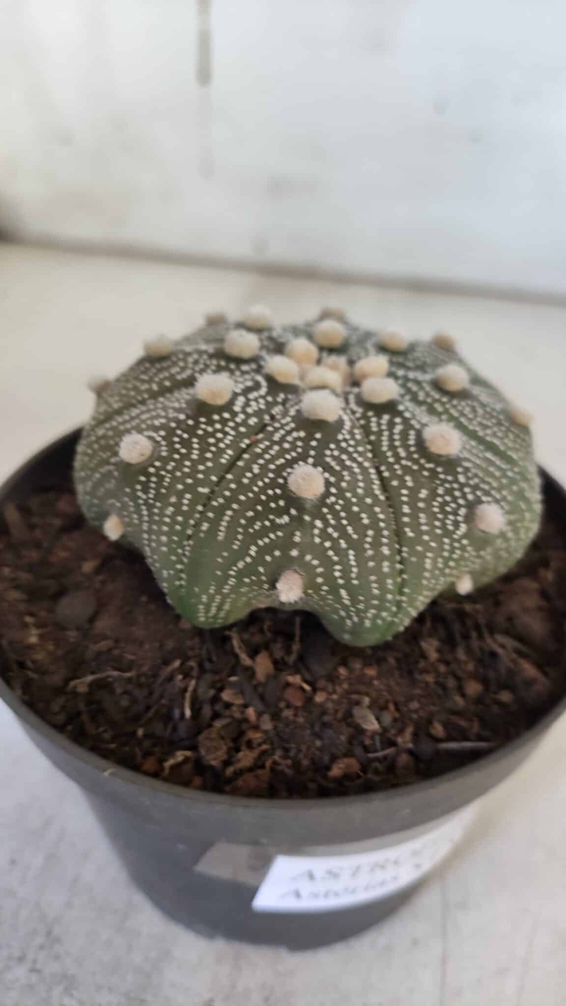 ASTROPHYTUM ASTERIAS STAR SHAPE Nº 369 – vaso 11