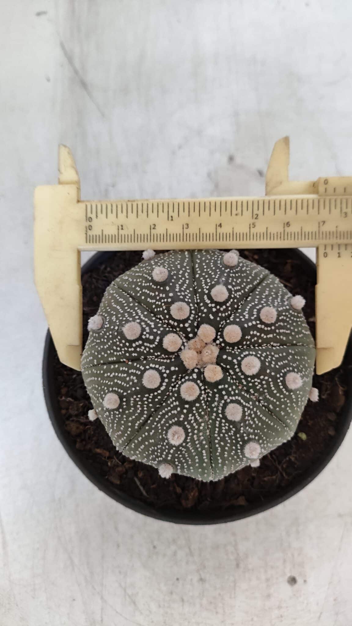 ASTROPHYTUM ASTERIAS STAR SHAPE Nº 369 – vaso 11