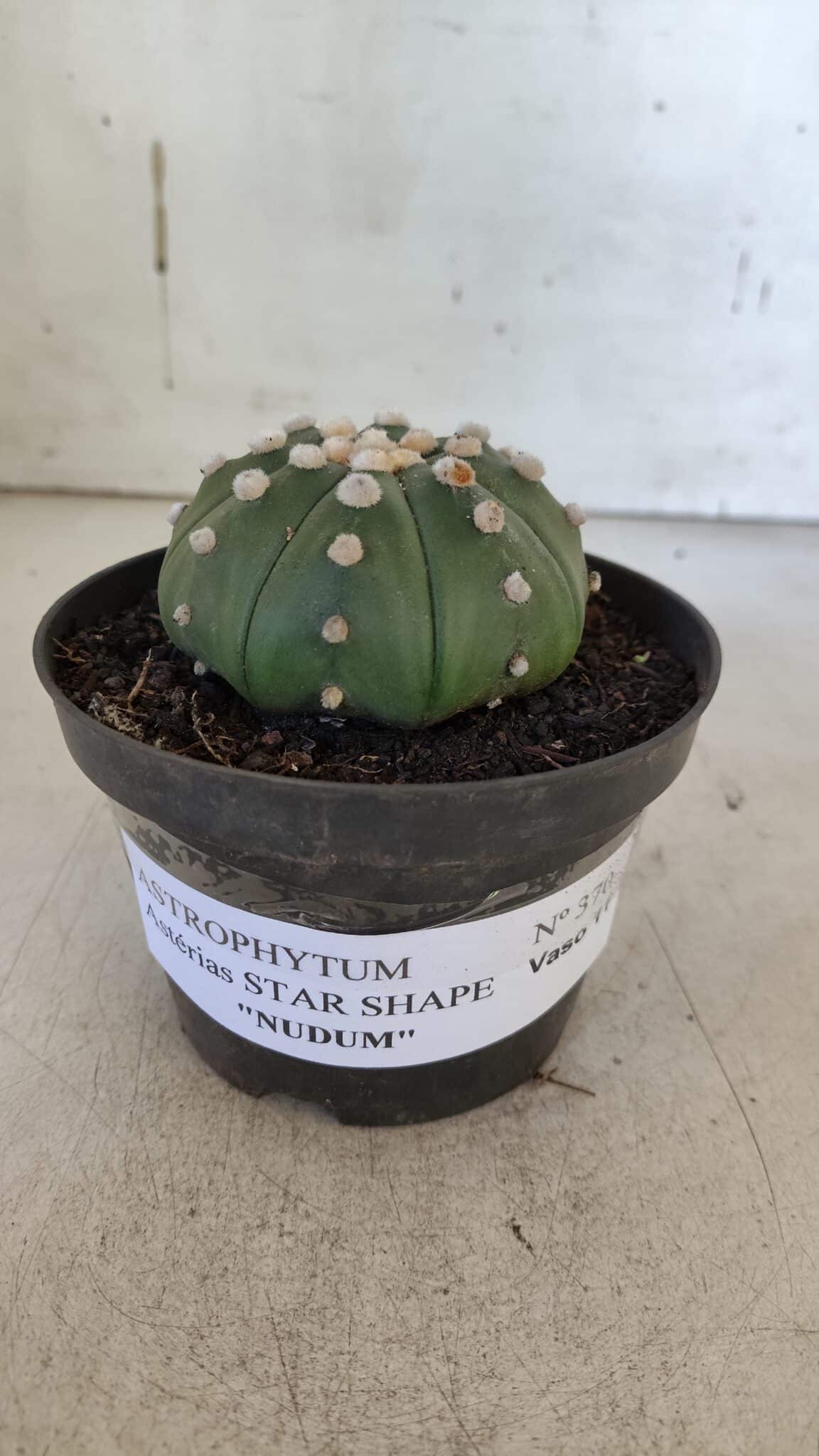 ASTROPHYTUM ASTERIAS STAR SHAPE Nº 370 "NUDUM"  – vaso 11
