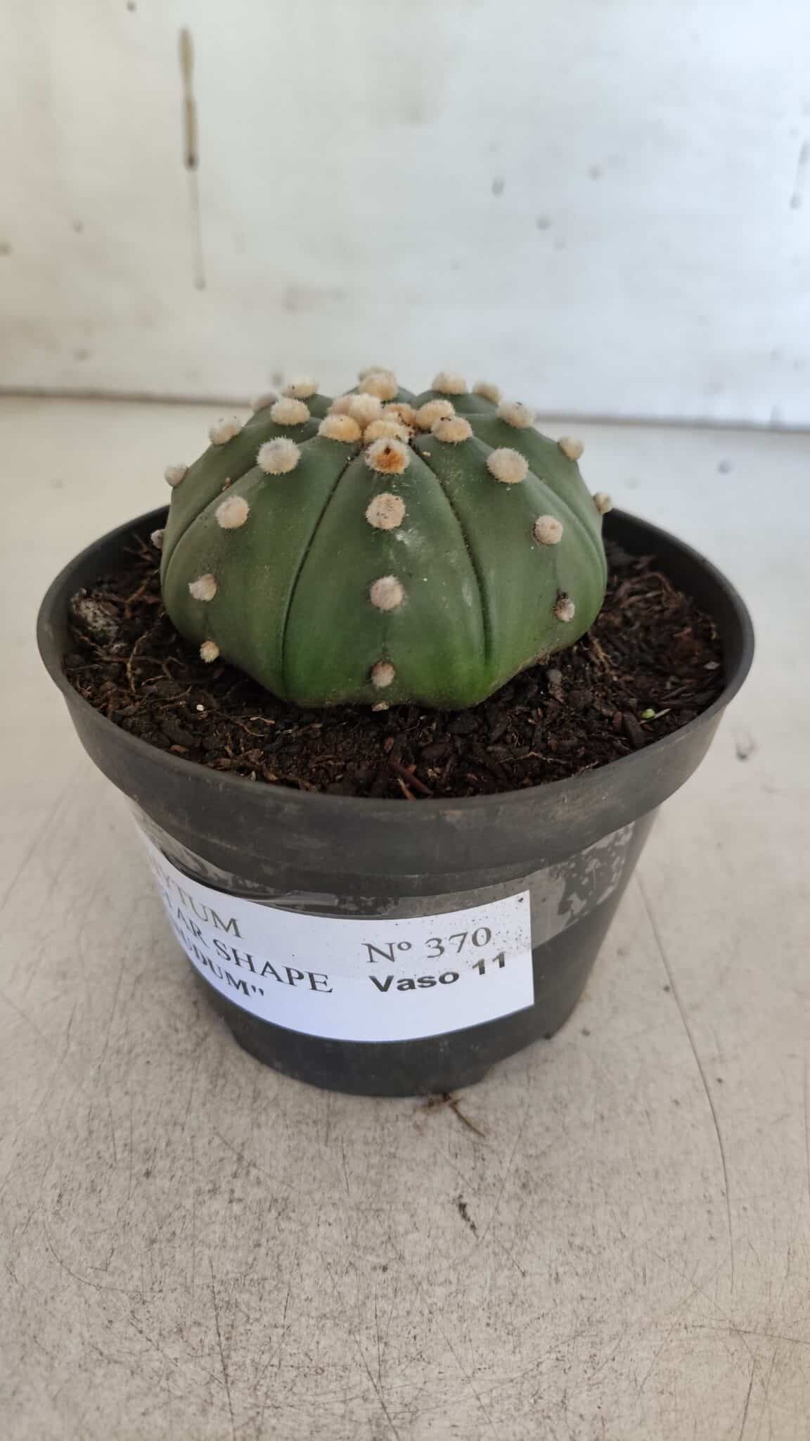 ASTROPHYTUM ASTERIAS STAR SHAPE Nº 370 "NUDUM"  – vaso 11