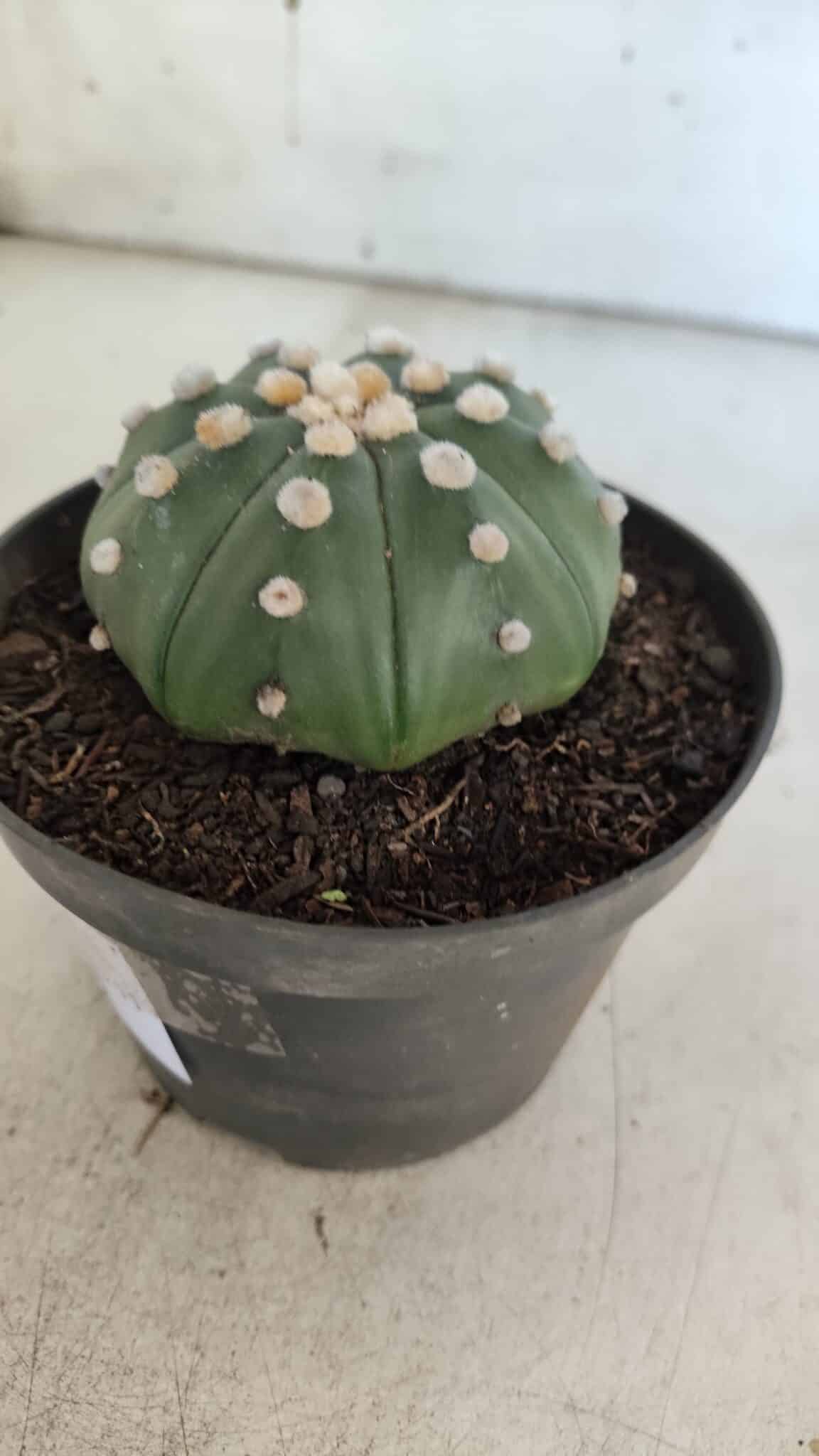 ASTROPHYTUM ASTERIAS STAR SHAPE Nº 370 "NUDUM"  – vaso 11