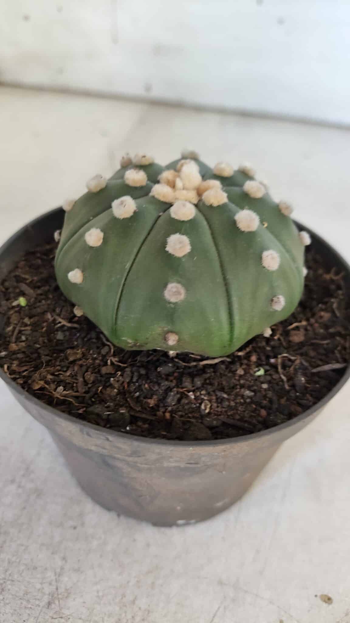 ASTROPHYTUM ASTERIAS STAR SHAPE Nº 370 "NUDUM"  – vaso 11