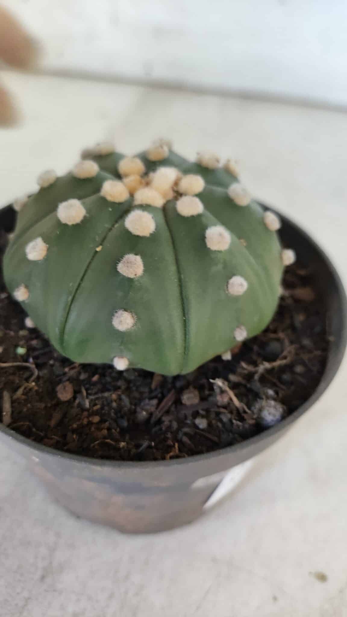 ASTROPHYTUM ASTERIAS STAR SHAPE Nº 370 "NUDUM"  – vaso 11