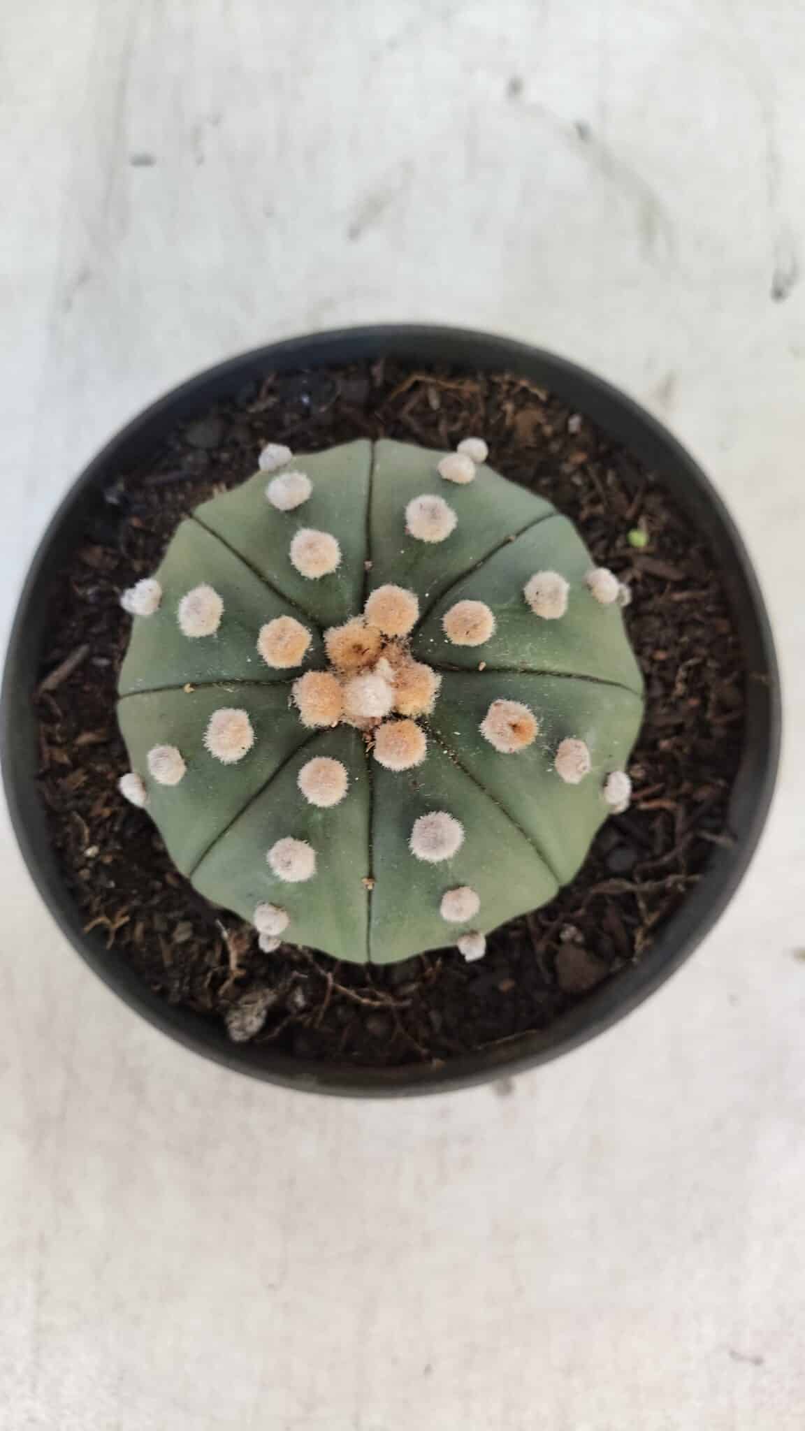 ASTROPHYTUM ASTERIAS STAR SHAPE Nº 370 "NUDUM"  – vaso 11