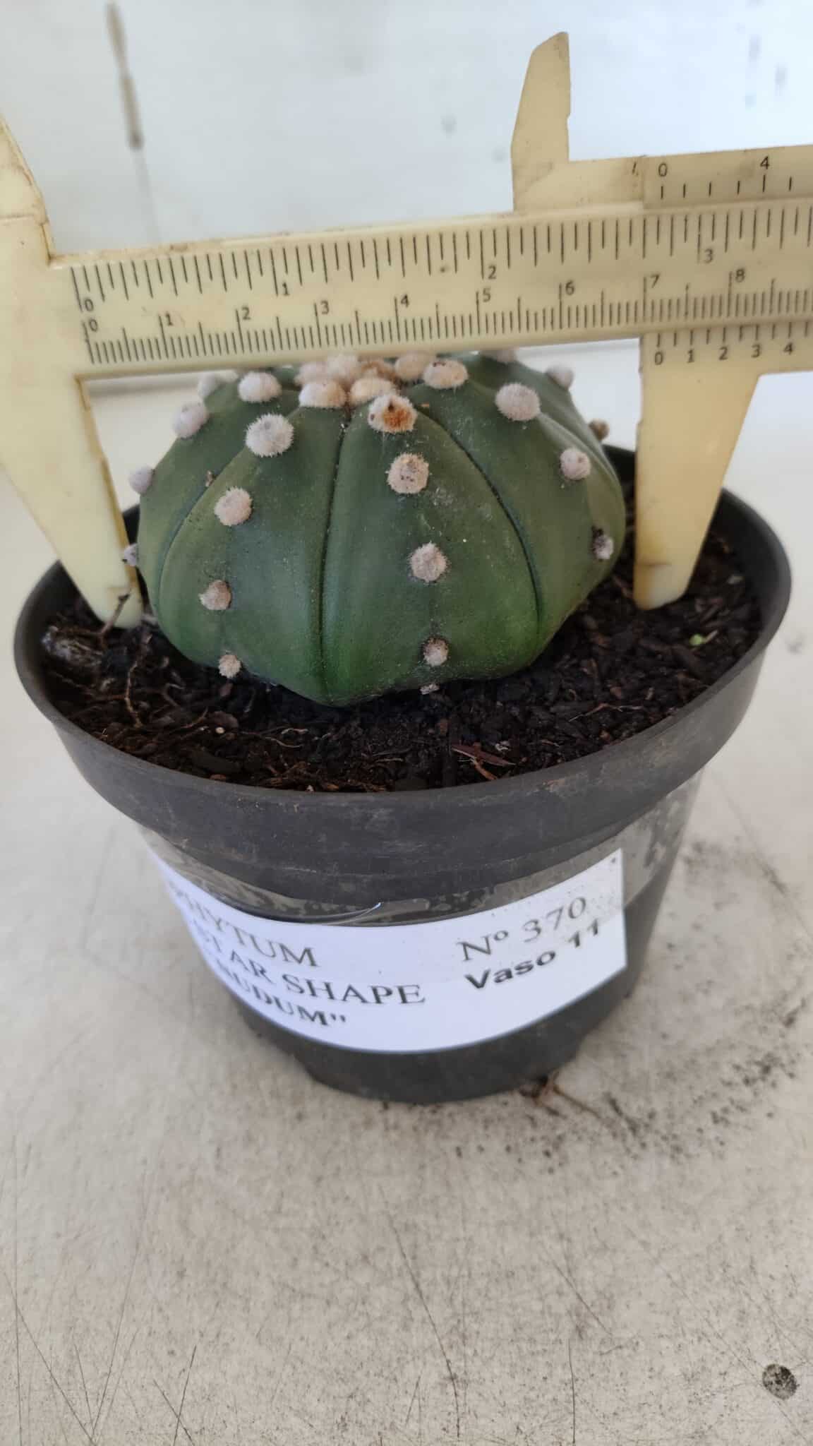 ASTROPHYTUM ASTERIAS STAR SHAPE Nº 370 "NUDUM"  – vaso 11