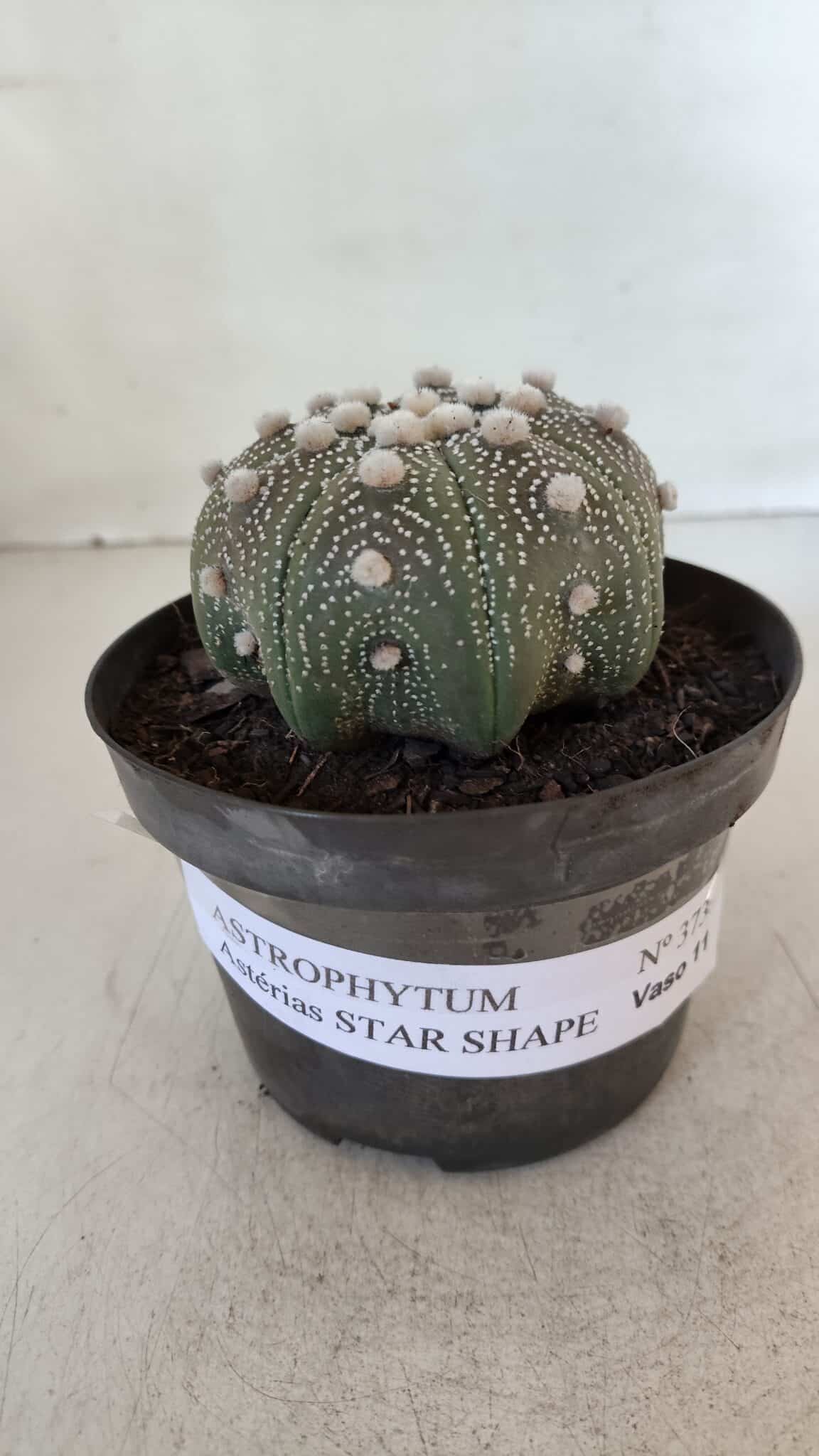 ASTROPHYTUM ASTERIAS STAR SHAPE Nº 373 – vaso 11