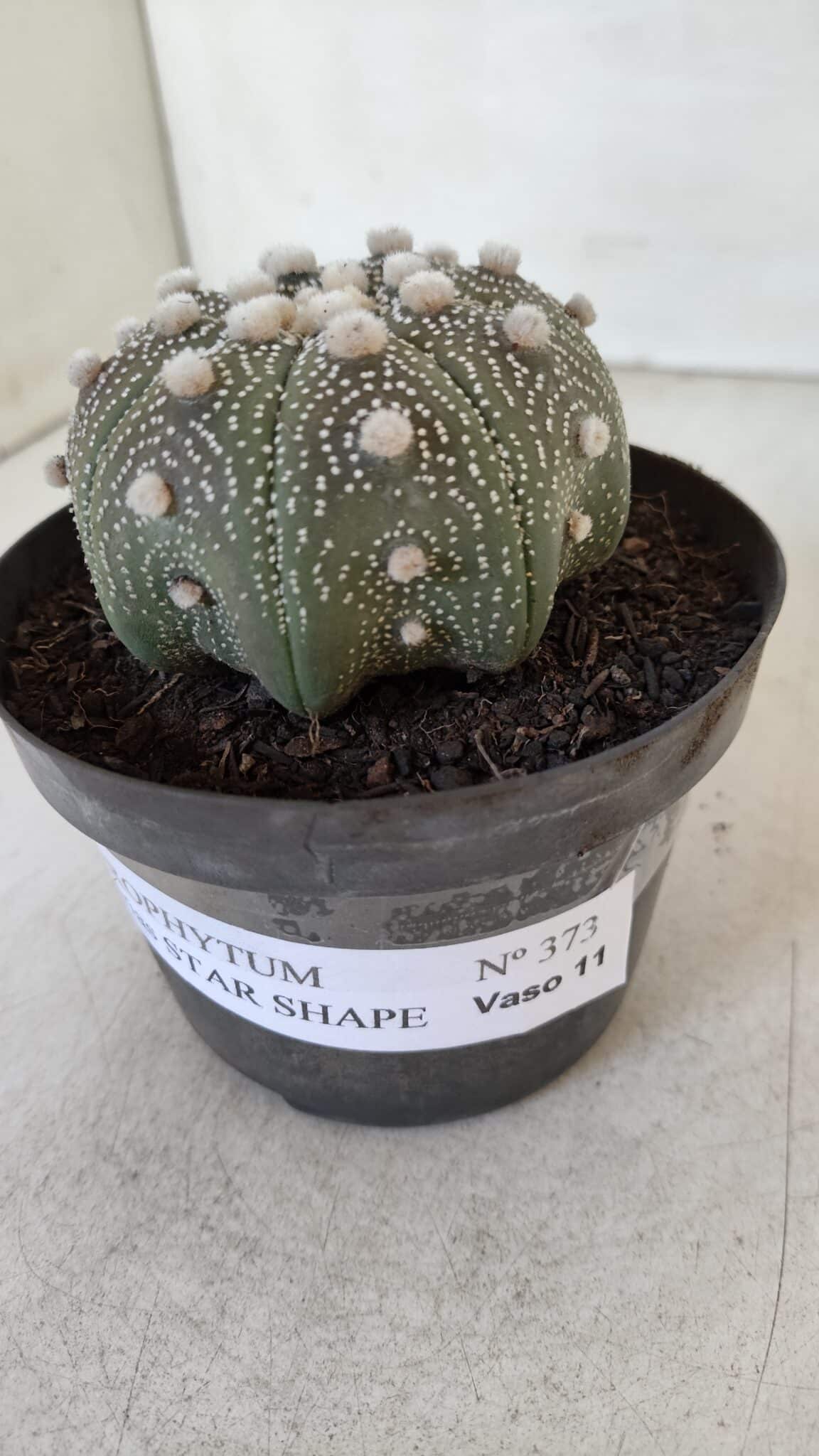 ASTROPHYTUM ASTERIAS STAR SHAPE Nº 373 – vaso 11