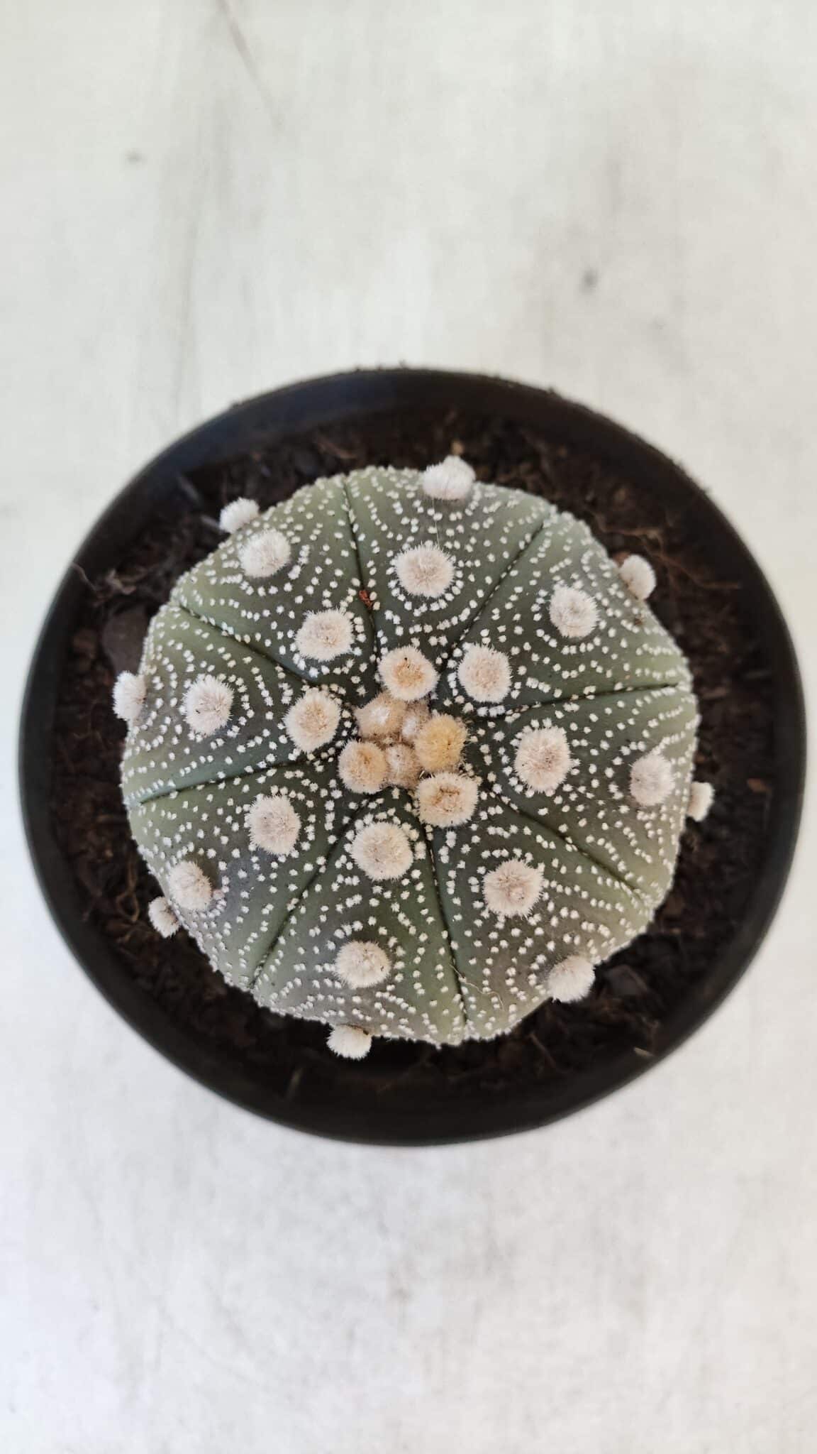 ASTROPHYTUM ASTERIAS STAR SHAPE Nº 373 – vaso 11