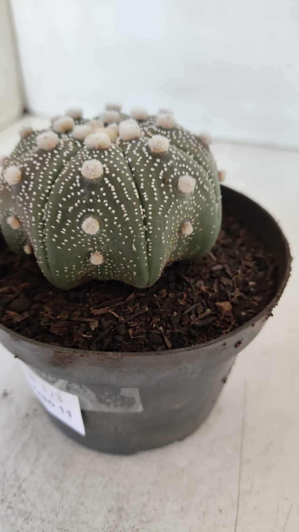 ASTROPHYTUM ASTERIAS STAR SHAPE Nº 373 – vaso 11