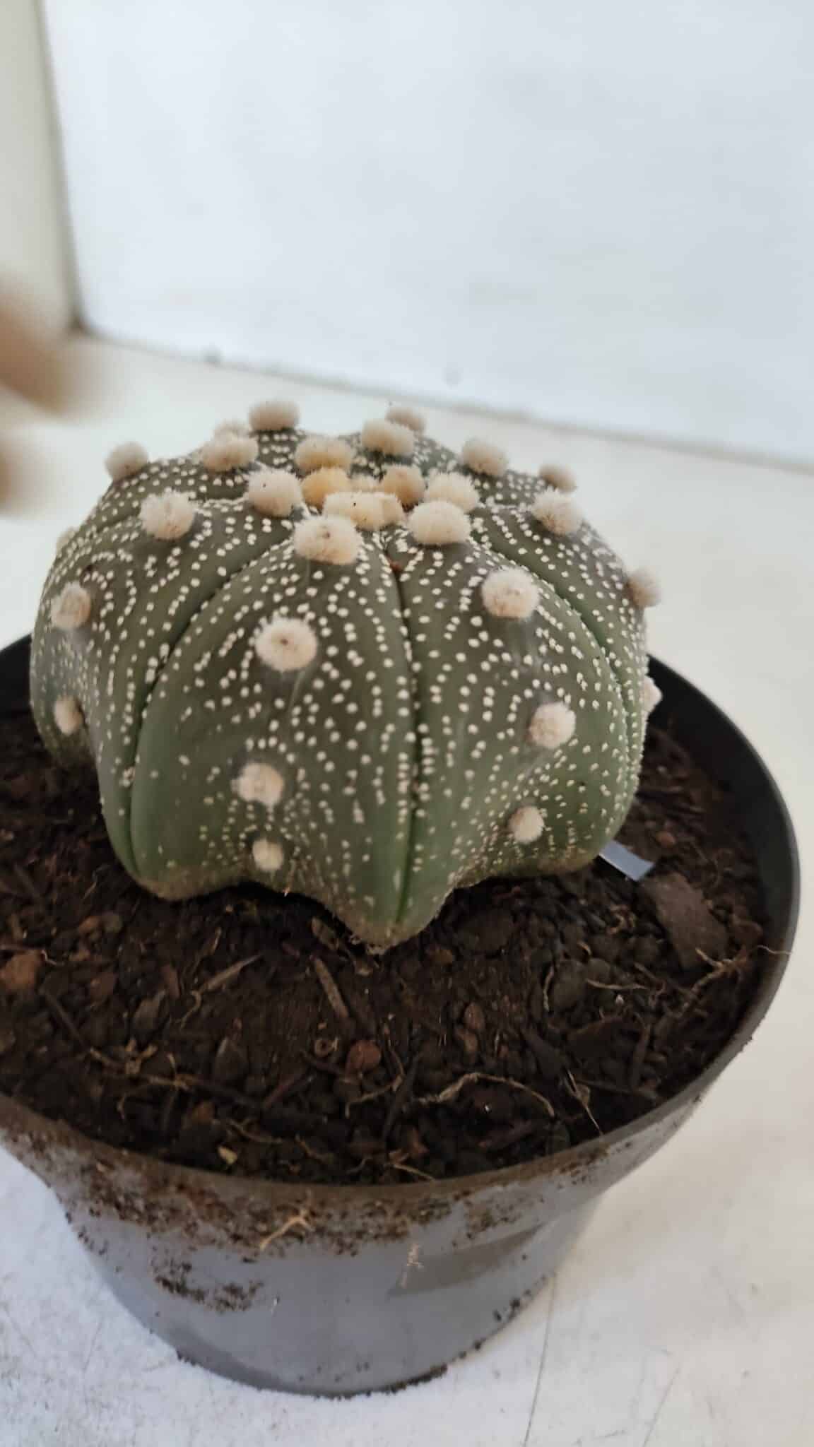 ASTROPHYTUM ASTERIAS STAR SHAPE Nº 373 – vaso 11