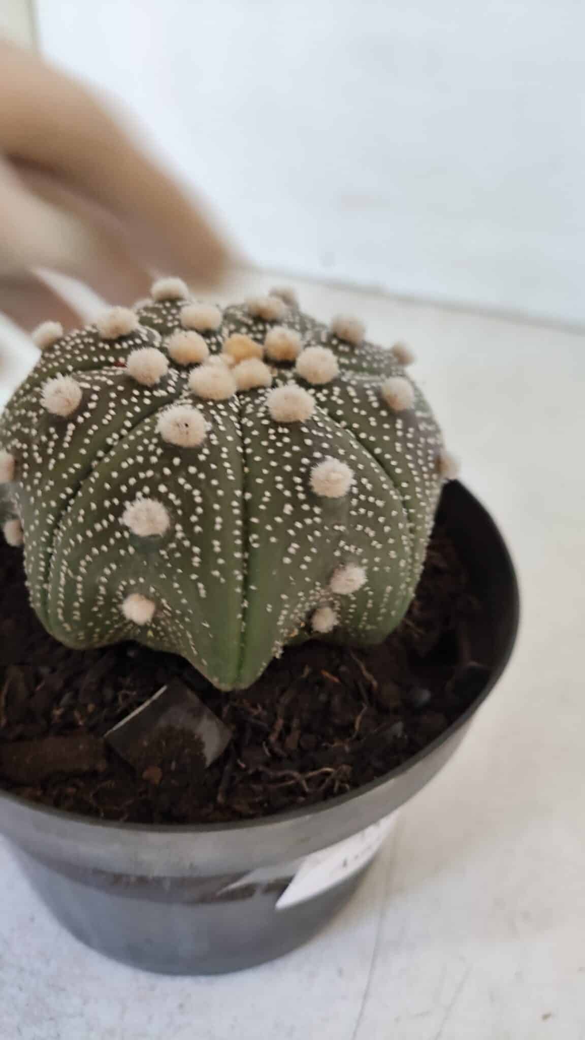 ASTROPHYTUM ASTERIAS STAR SHAPE Nº 373 – vaso 11