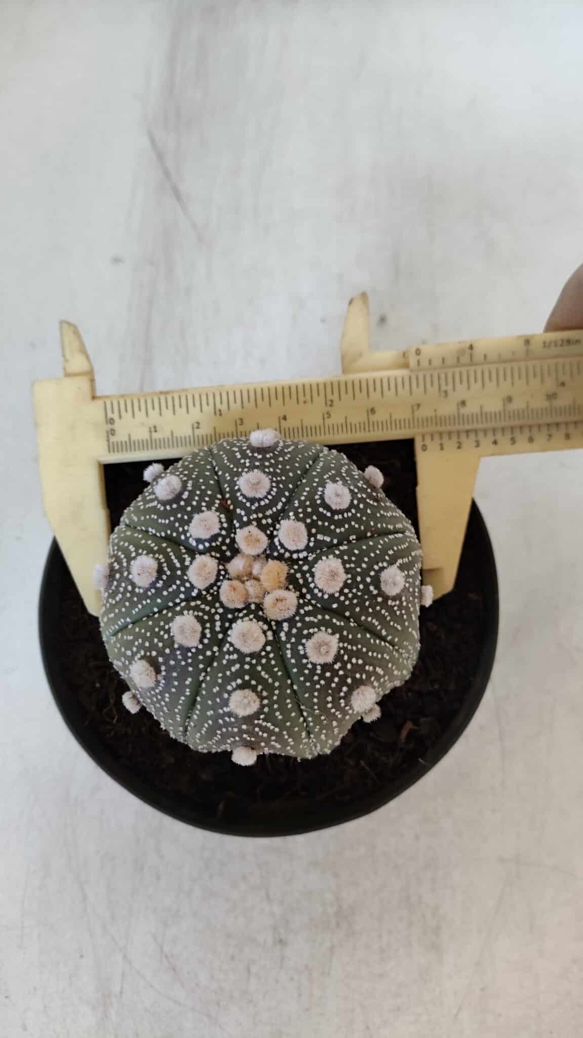 ASTROPHYTUM ASTERIAS STAR SHAPE Nº 373 – vaso 11