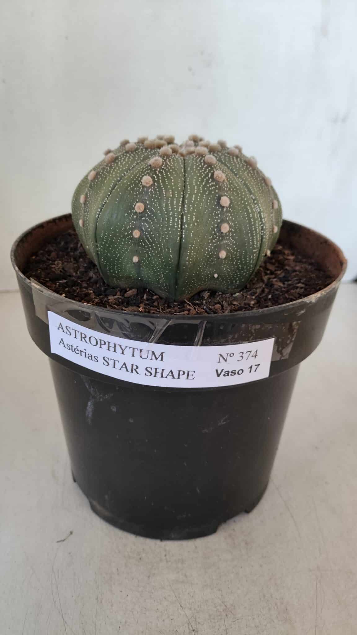 ASTROPHYTUM ASTERIAS STAR SHAPE Nº 374 – vaso 17
