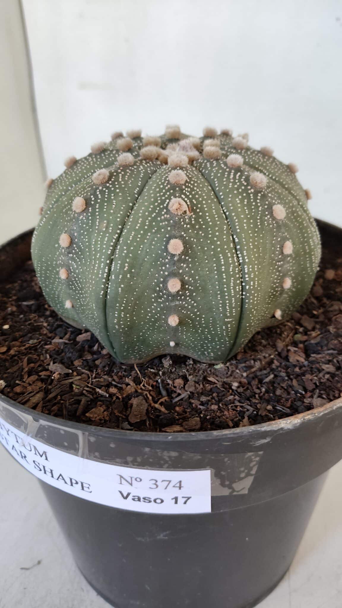 ASTROPHYTUM ASTERIAS STAR SHAPE Nº 374 – vaso 17