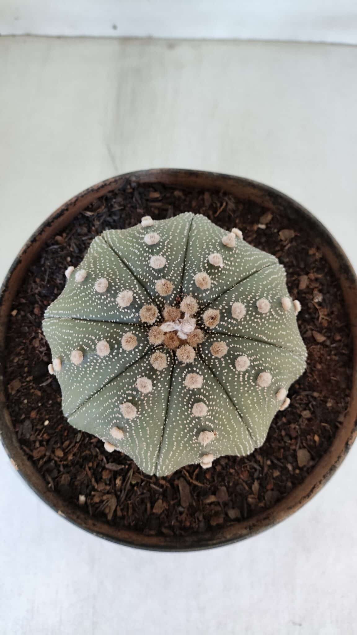 ASTROPHYTUM ASTERIAS STAR SHAPE Nº 374 – vaso 17