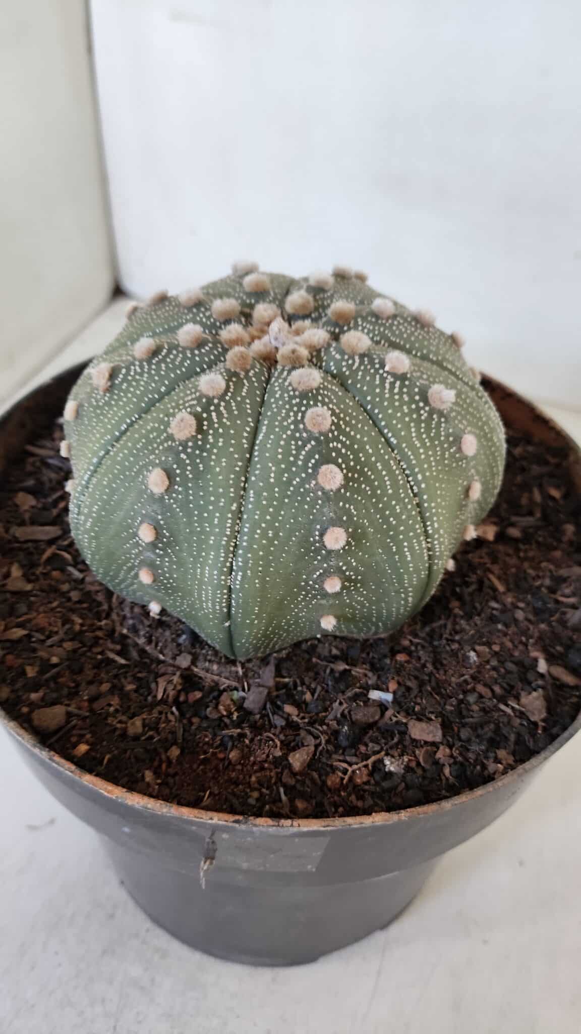 ASTROPHYTUM ASTERIAS STAR SHAPE Nº 374 – vaso 17