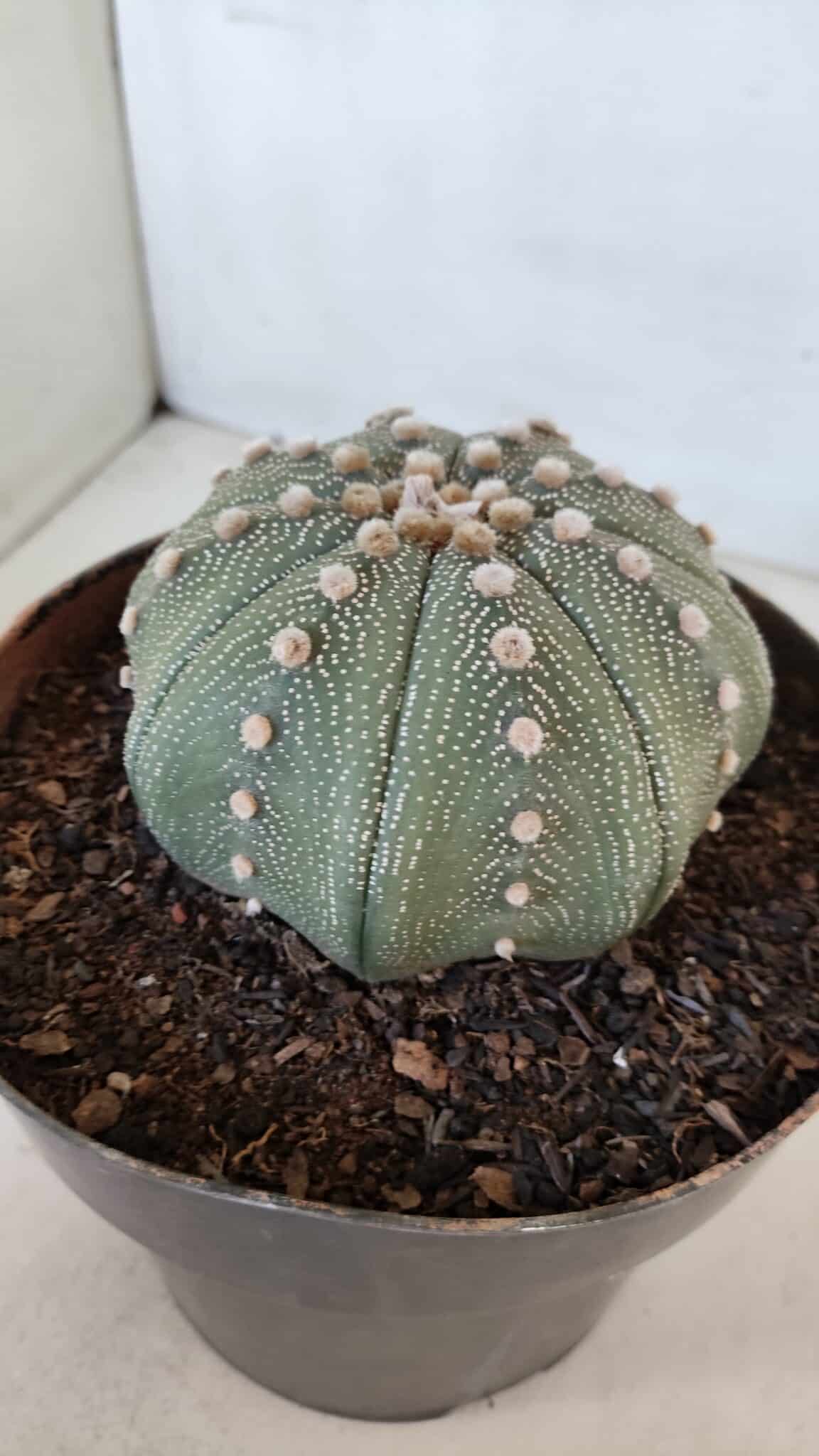ASTROPHYTUM ASTERIAS STAR SHAPE Nº 374 – vaso 17