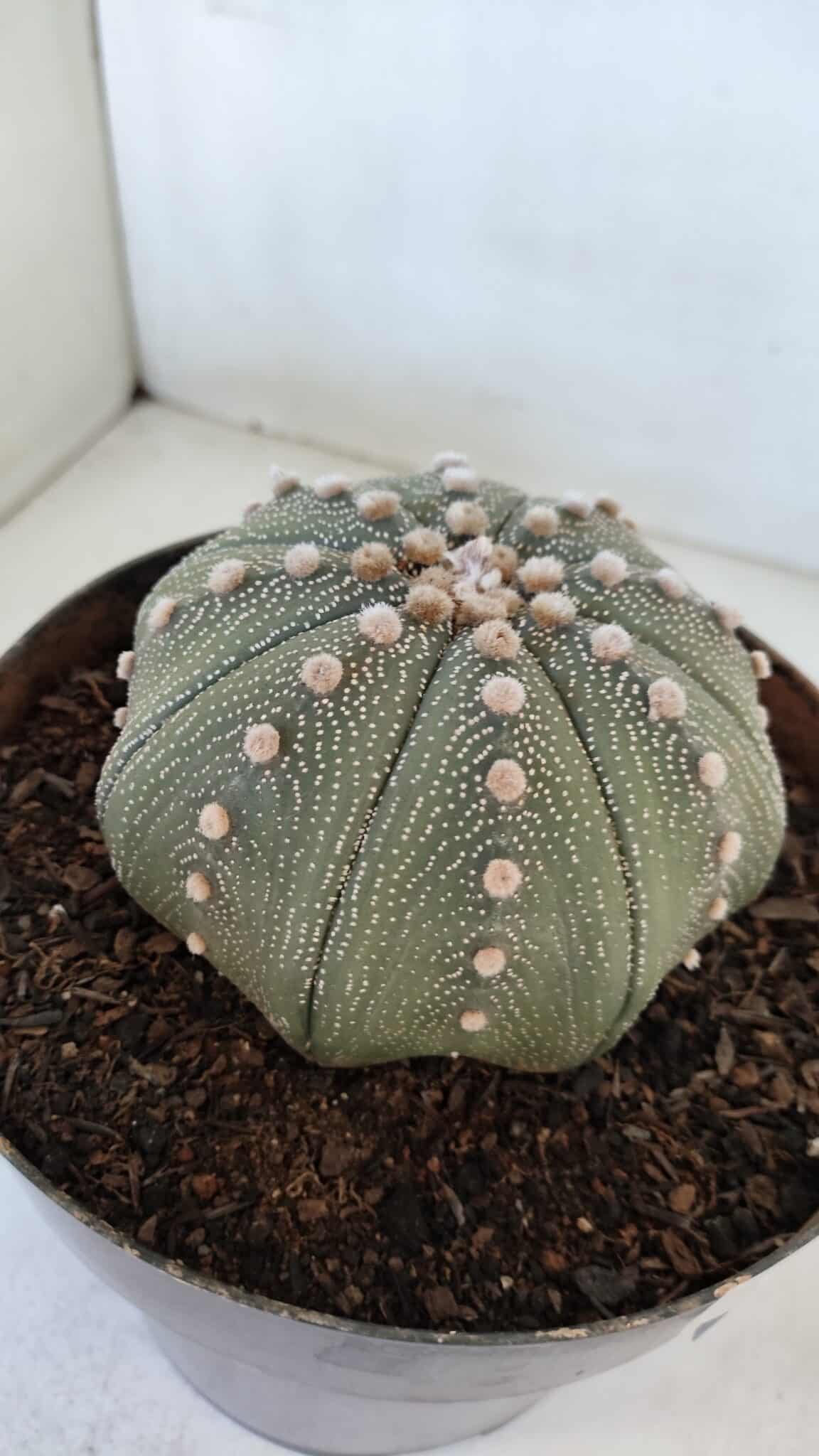 ASTROPHYTUM ASTERIAS STAR SHAPE Nº 374 – vaso 17